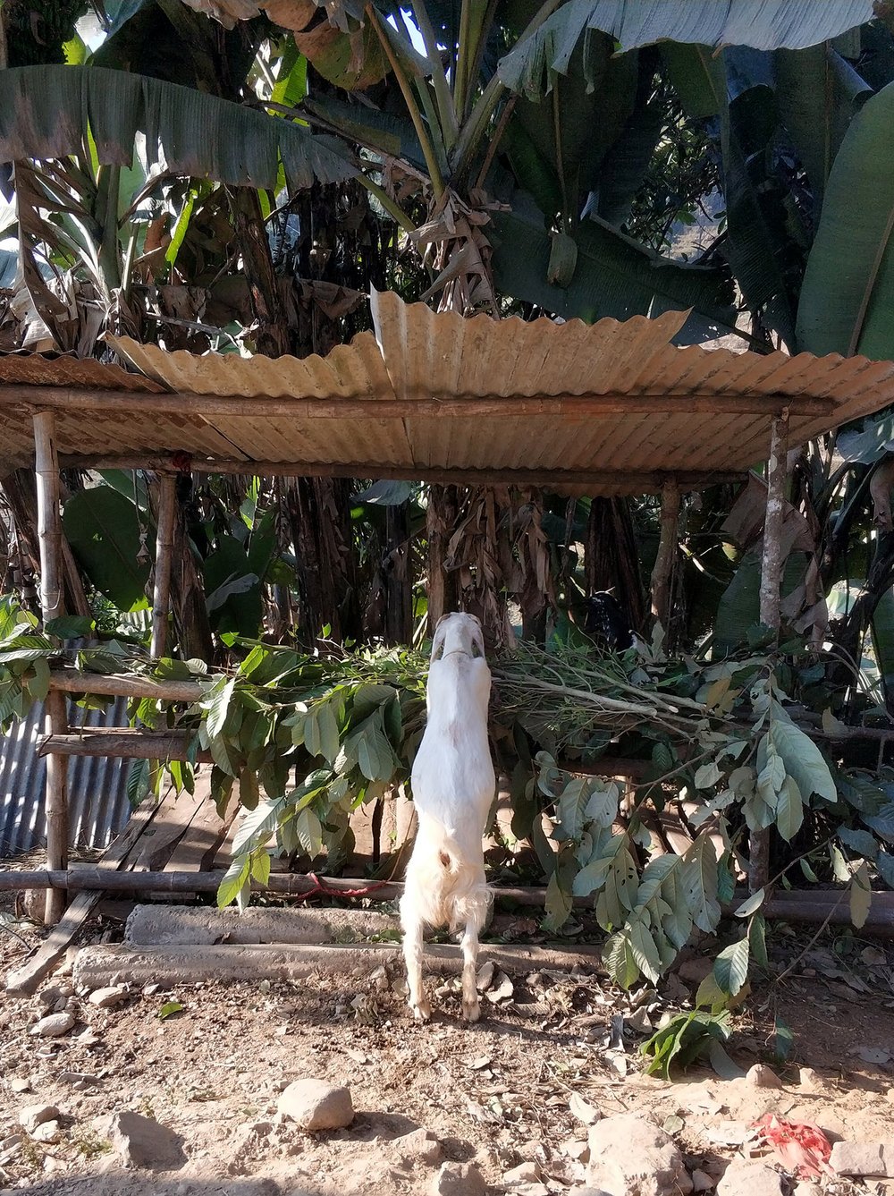  A goat enjoying his Christmas lunch, while another goat in the back keeps making jealous goat noises. 