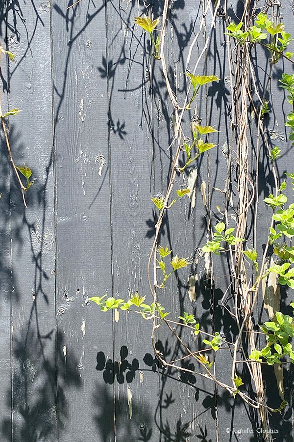 Montreal texture
