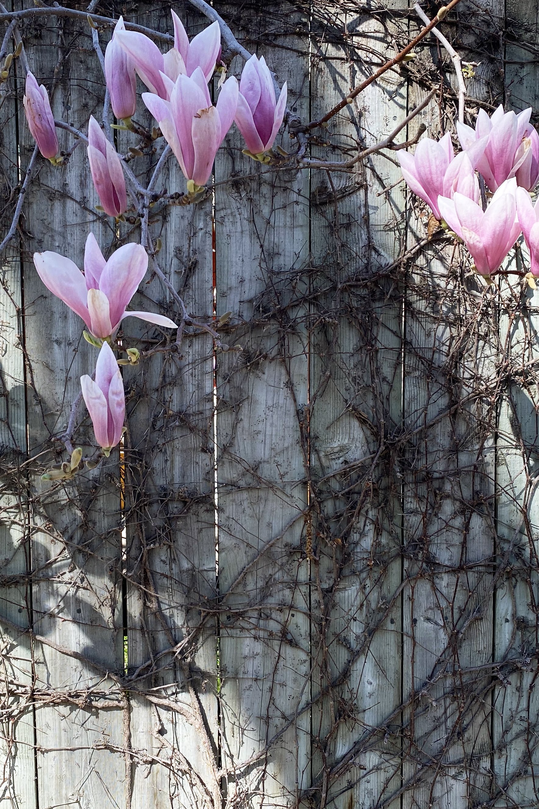 magnolia1.jpg