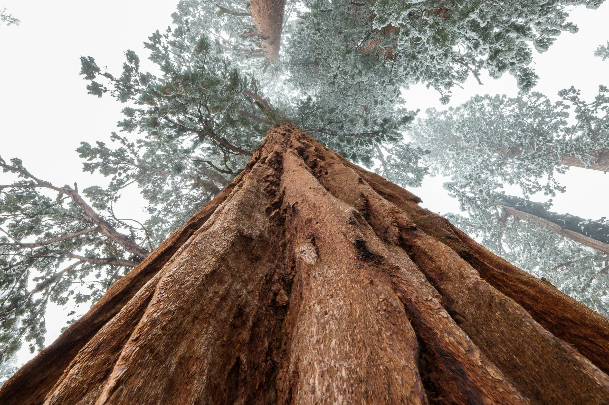 Sequoia tree representing growth and groundedness at Sequoia Teen Counseling Center
