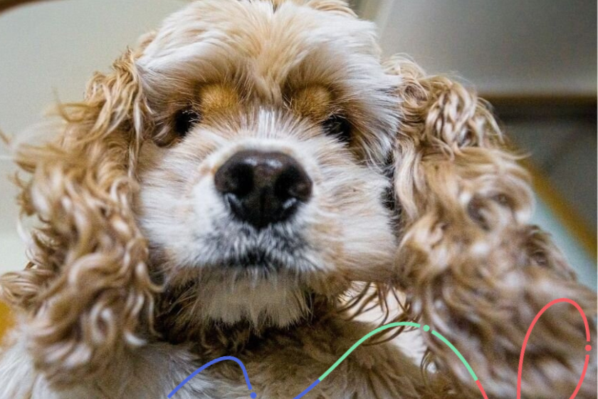 5 Minutes With… Accela’s Dogs For International Dog Day!