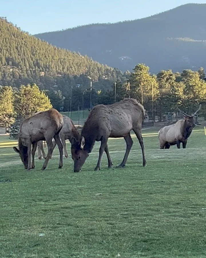 We love our visits @estesparkcolorado
Never disappoints #elk #estespark #colorado