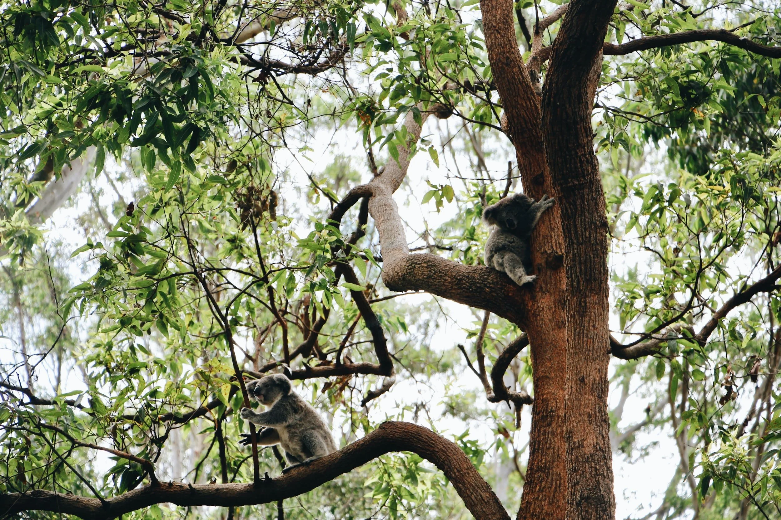 Three koalas resting on the branches of a tree with green leaves.