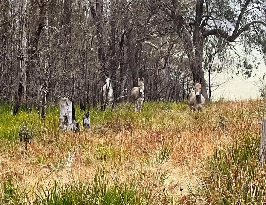 Four dogs, likely huskies, standing and sitting in a grassy field with trees in the background.