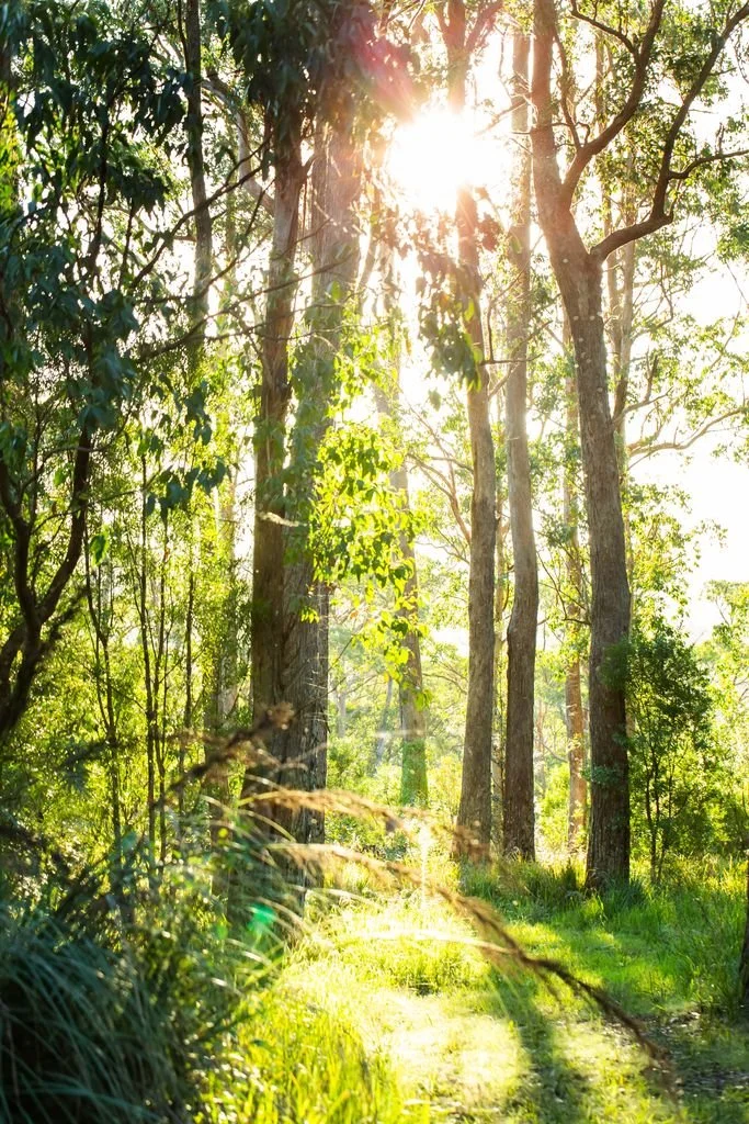 Sunlight filtering through green trees in a forest, illuminating a grassy trail.