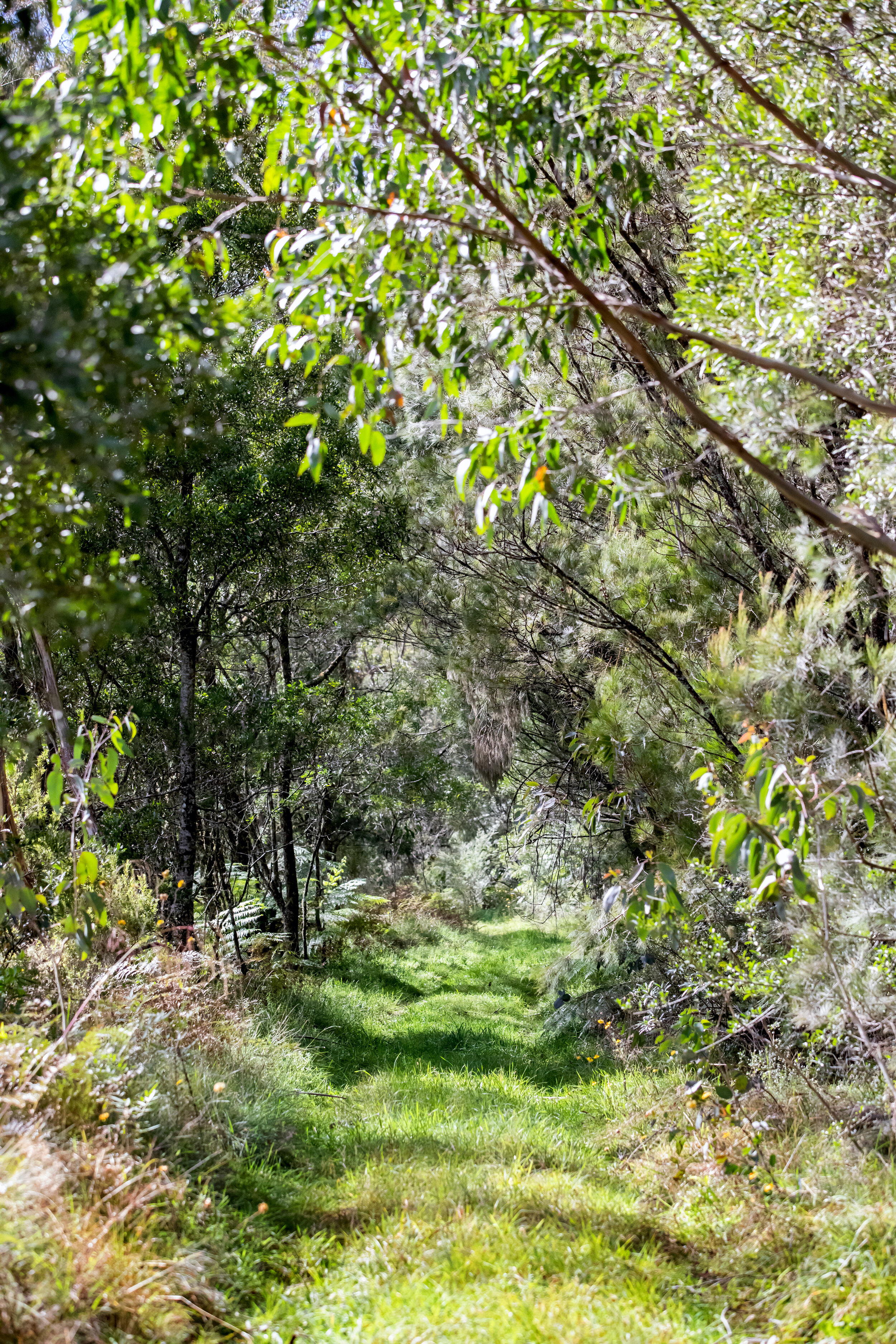 walking track.jpg