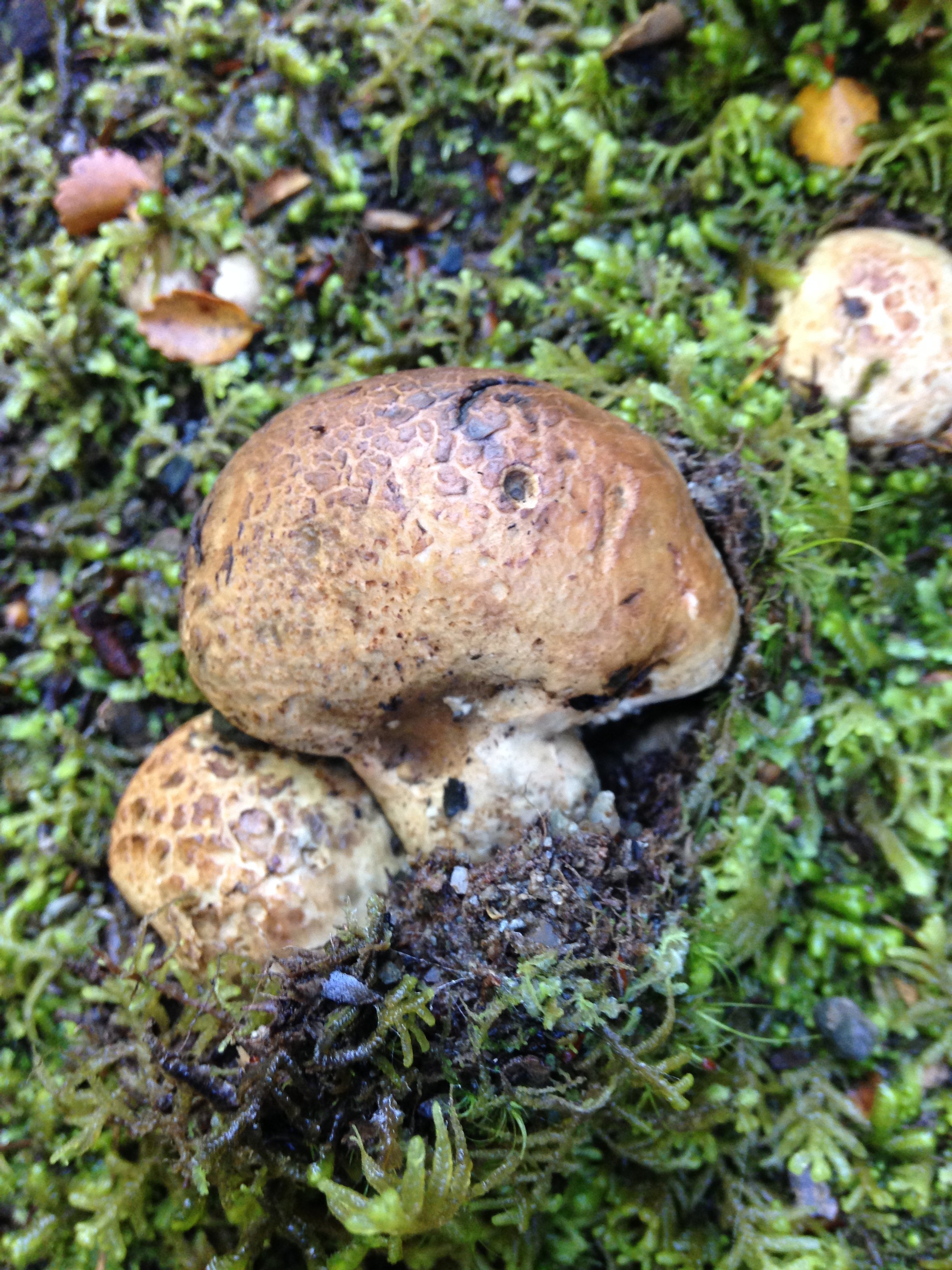 Fungi in Moss