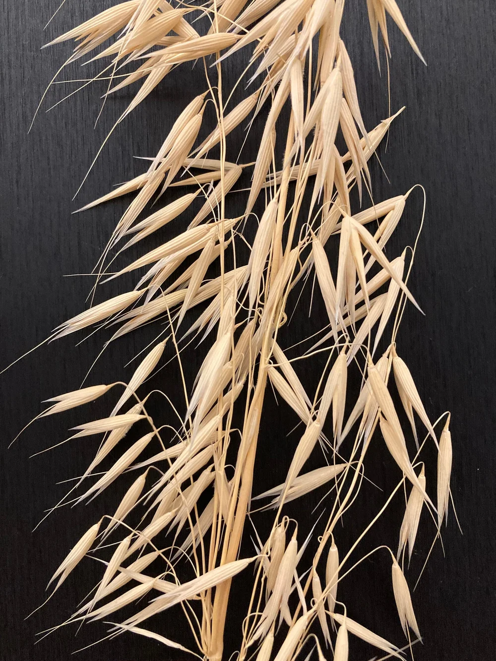 Oat - Avena Sativa