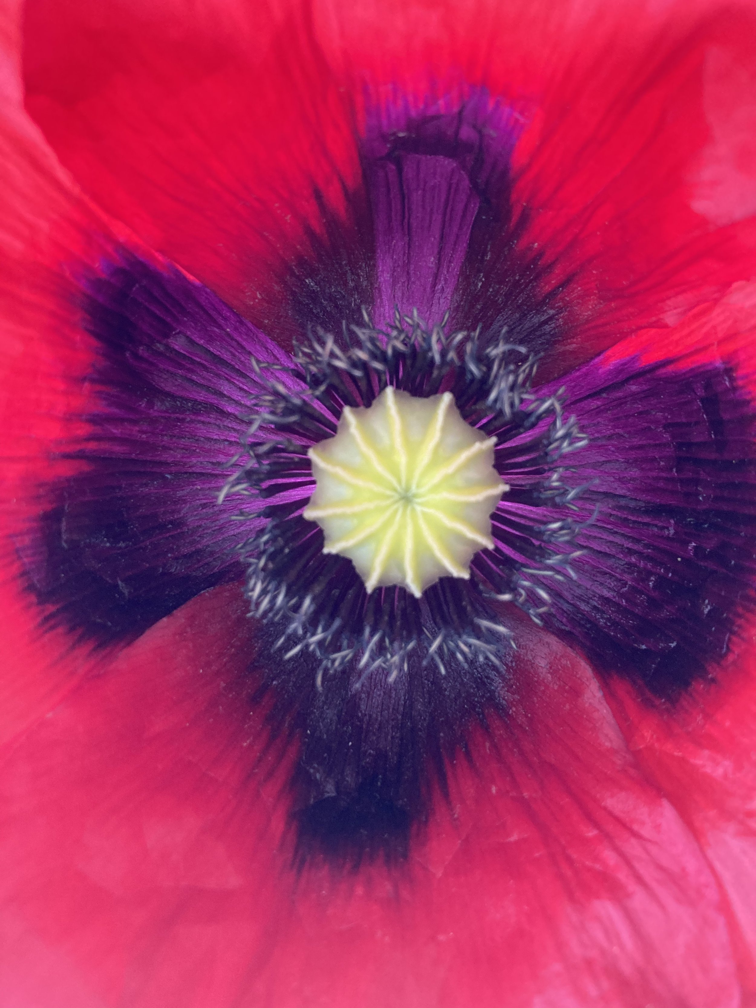 Poppy Flower - Photography by Rose Skerten