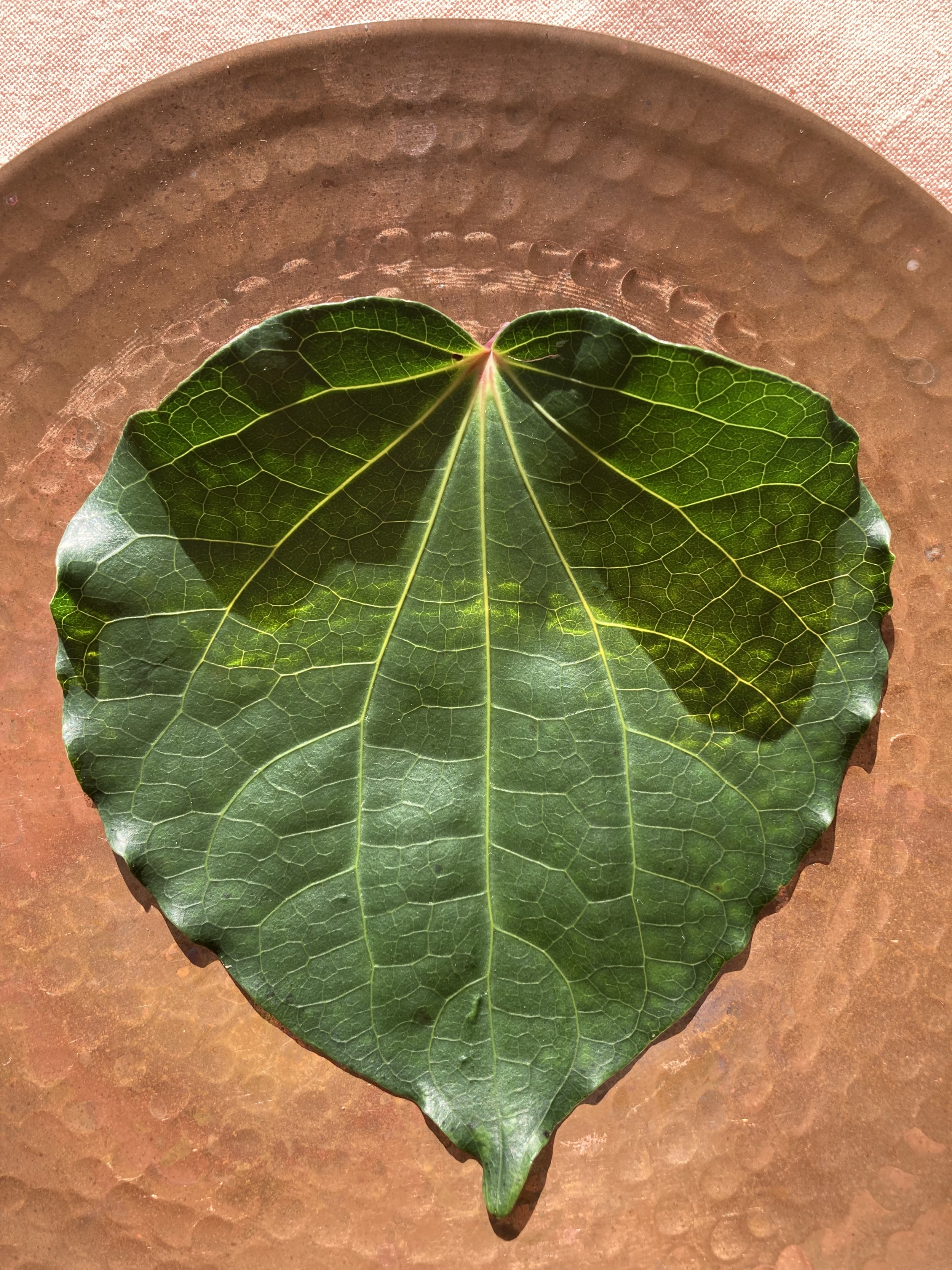 Kawakawa Leaf Fractal - Photography by Rose Skerten