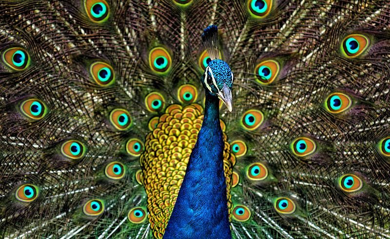 Peacock Plummage. Jatin Sindu, CC BY-SA 4.0, via Wikimedia Commons