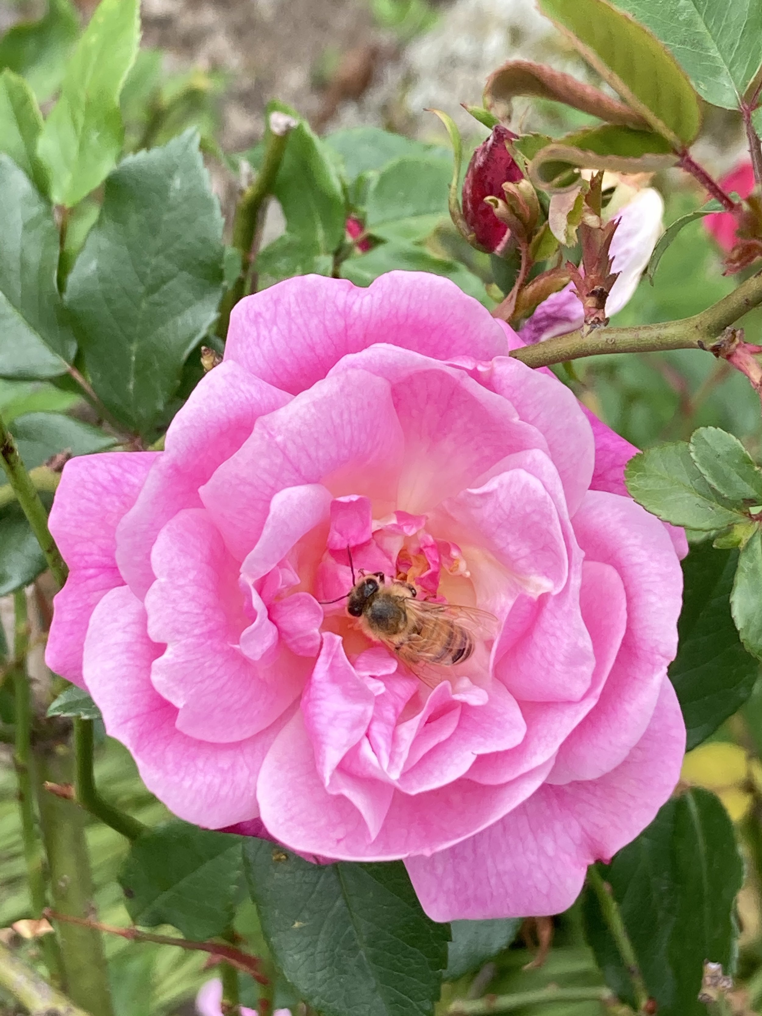 Rose and Honey Bee - Photography by Rose Skerten