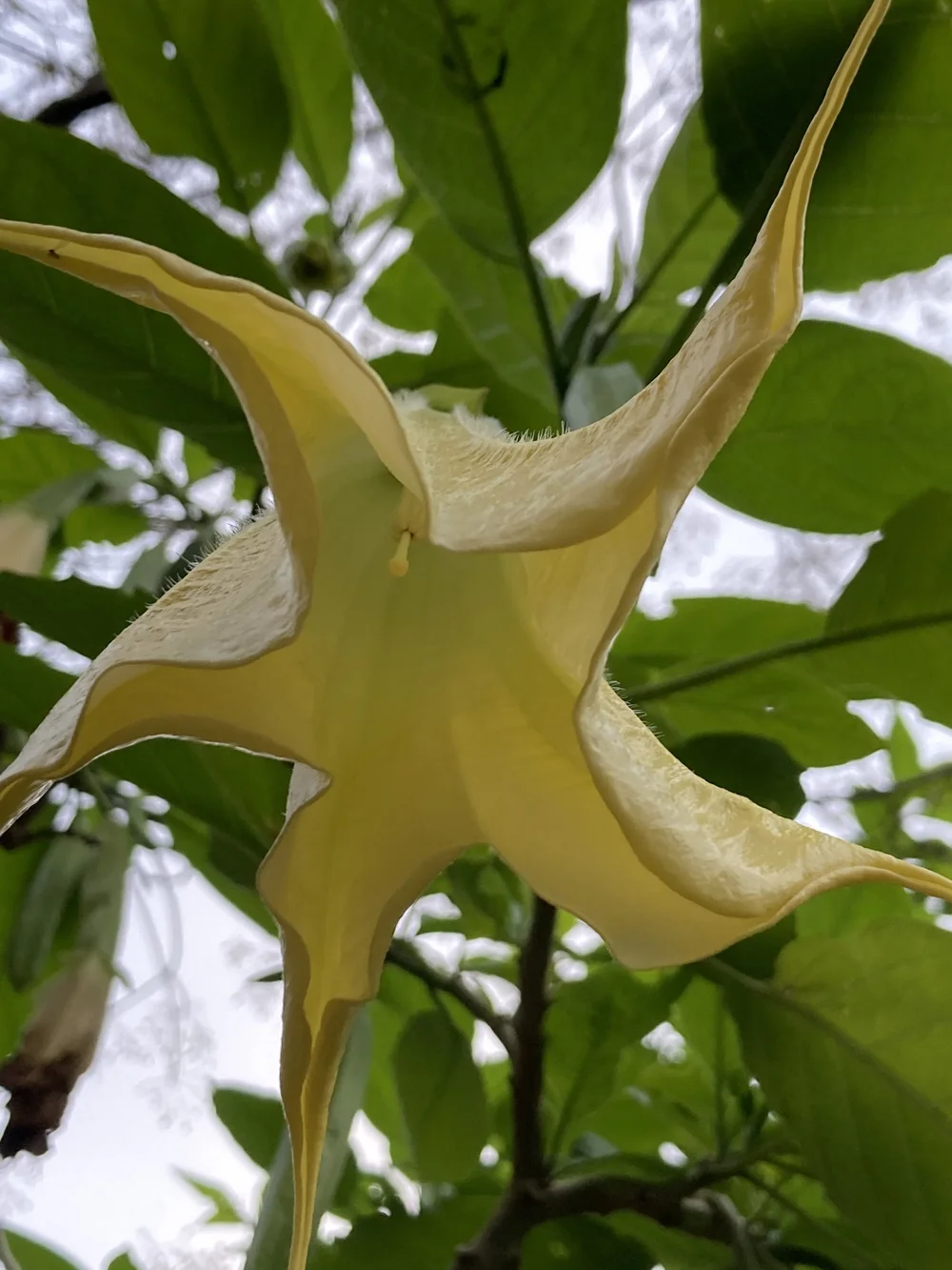 Datura  Flower - Photography by Rose Skerten