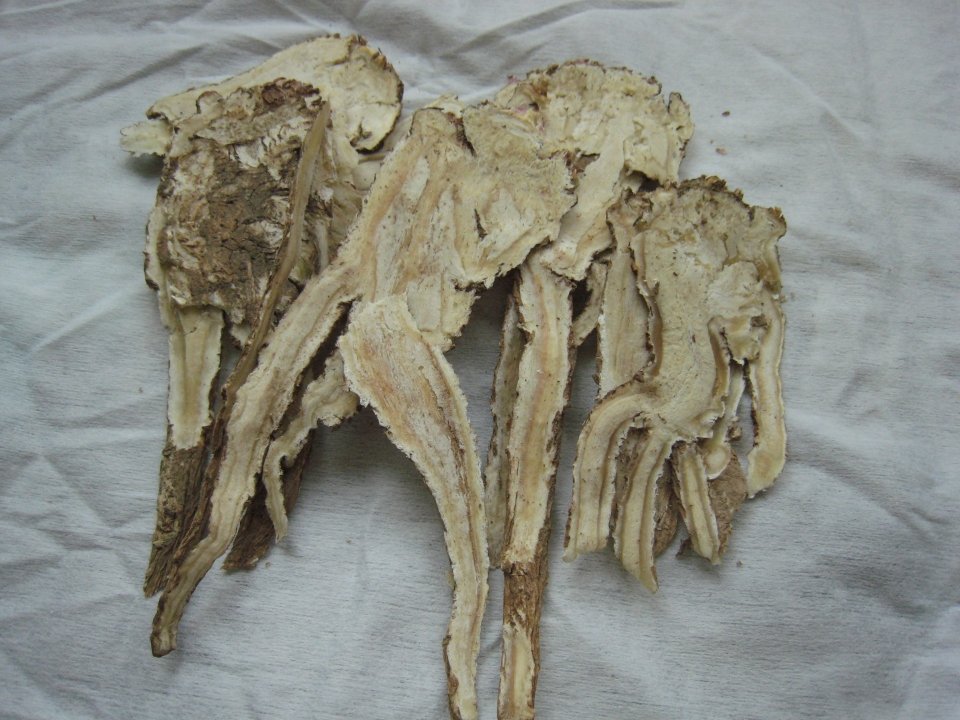 Angelica sinensis root