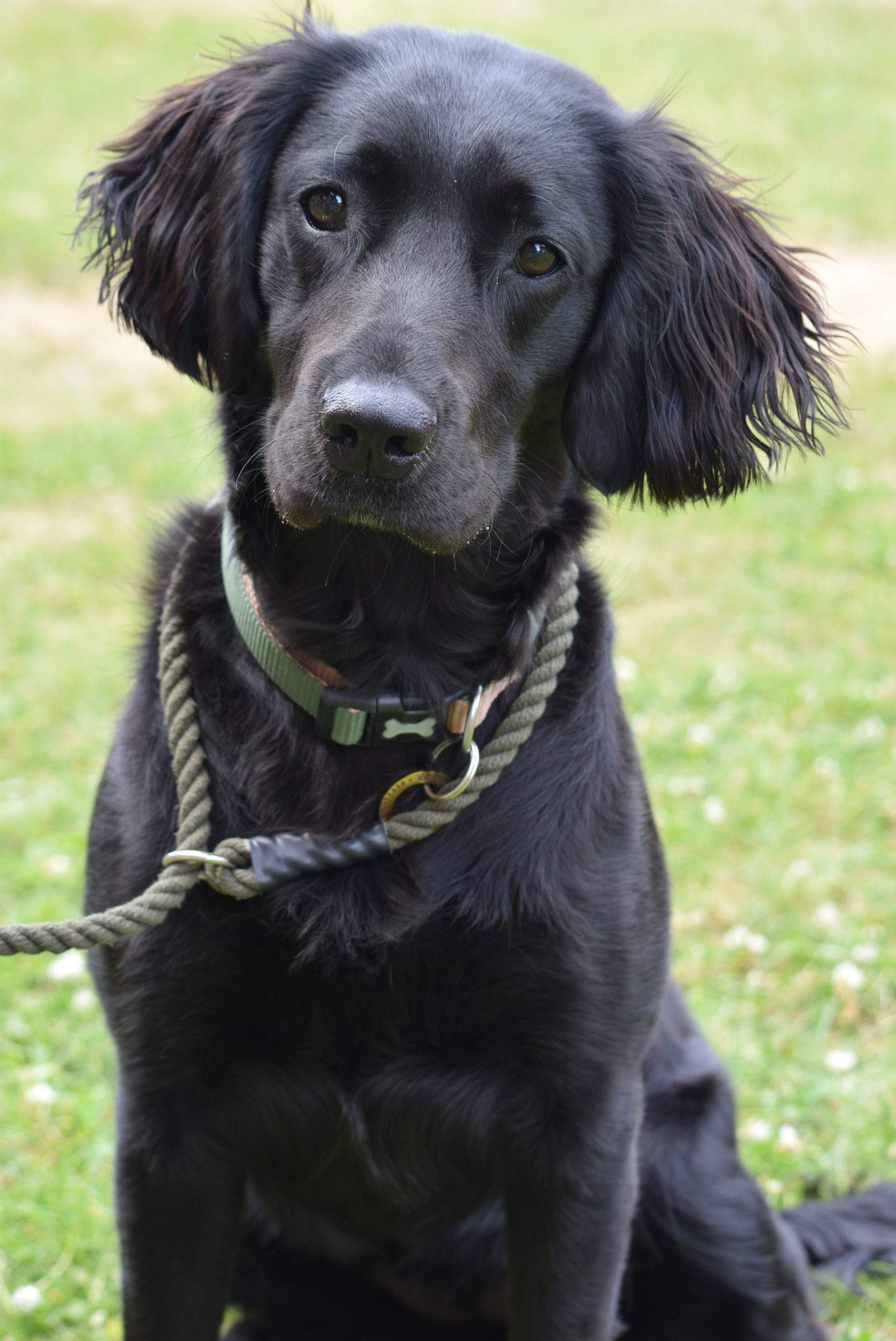 The gorgeous Jess, Judge's choice winner in the Scruffs dog show