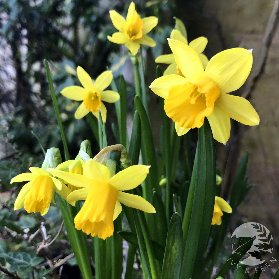Spring is here and it looks like it's going to be a glorious day! Happy Friday everyone! 
.
.
.
#gloriousday #glorious #spring #spingishere #springflowers #daffodils #yellow #yellowflowers #springflowers #lovenature #fridayjoy #fridayfeeling #happyfr