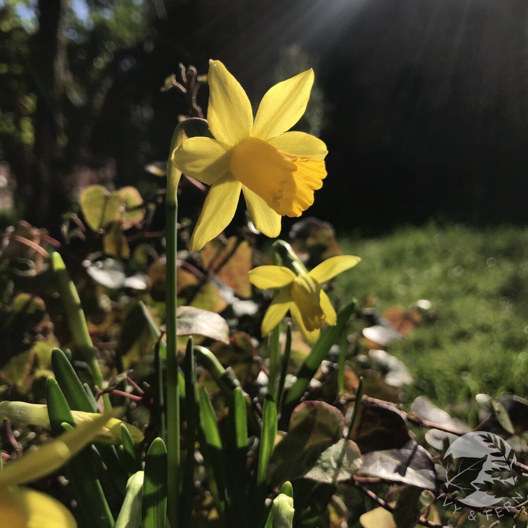 Where did the sun go? Here's a photograph I took a few days ago, and yes that is sunshine, it wasn't a dream!!!
.
.
.
#daffodils #spring #springsun #sunshine #rainday #rainydays☔️ #cheerful #photography #floralphotography #nofilters #yellowdaffodils 