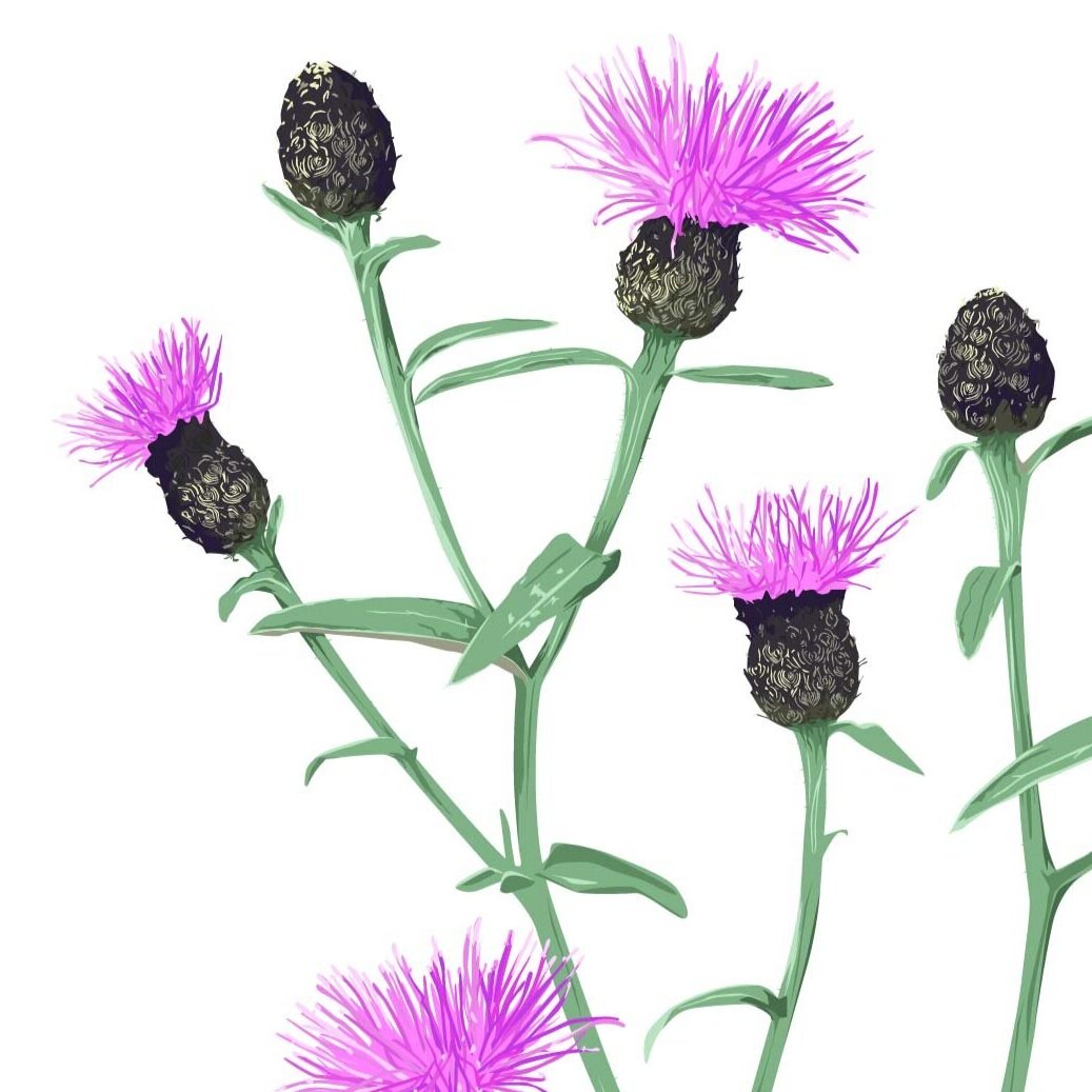 COMMON+KNAPWEED2+A3-01.jpg