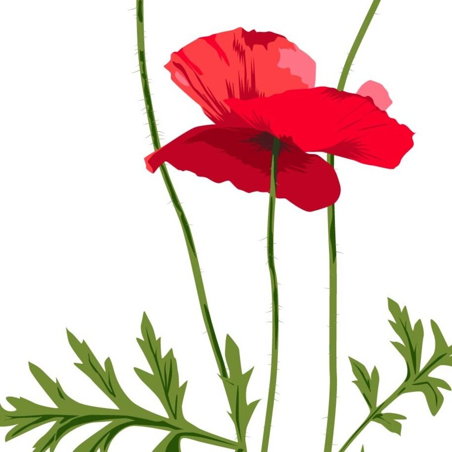 POPPIES+-+RED+A3-01.jpg