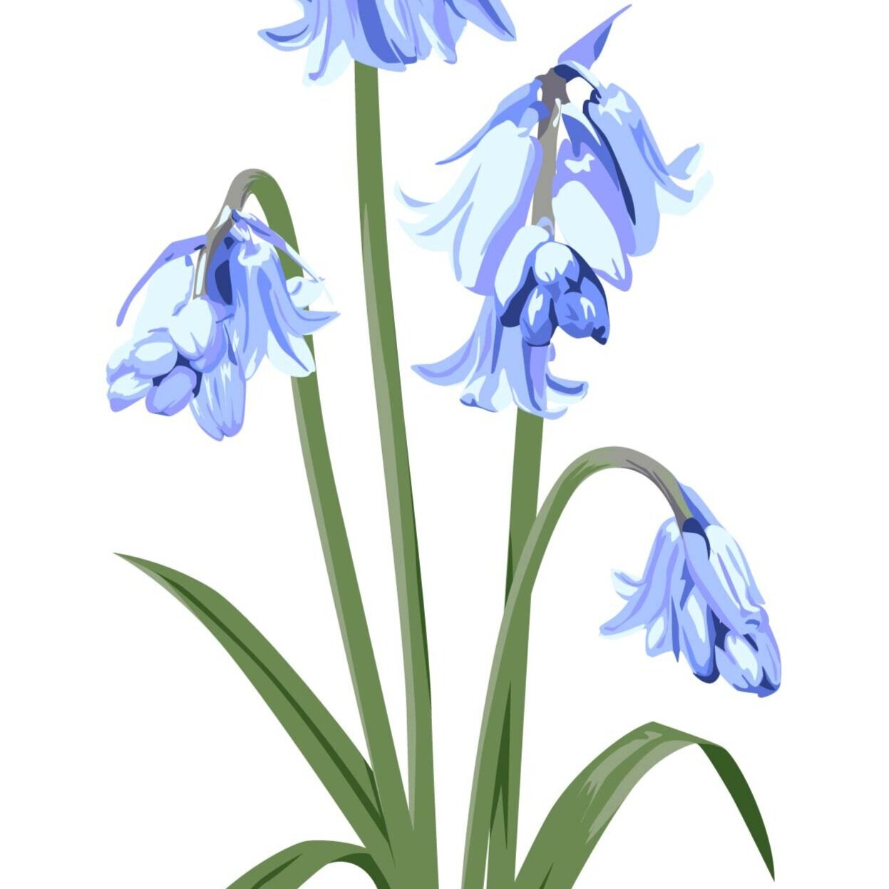 BLUEBELL+A3-01.jpg