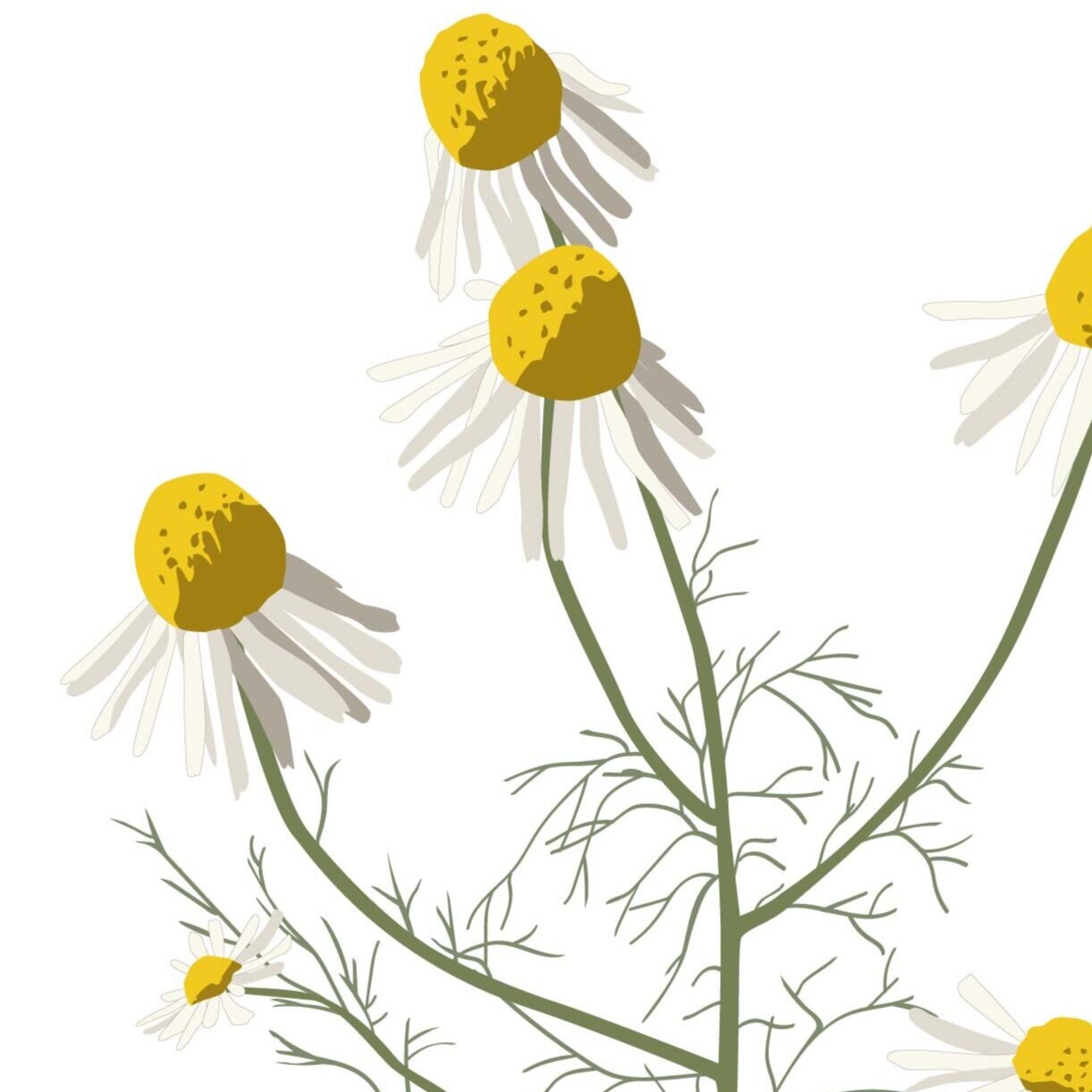 WILD+DAISY+A3-01.jpg