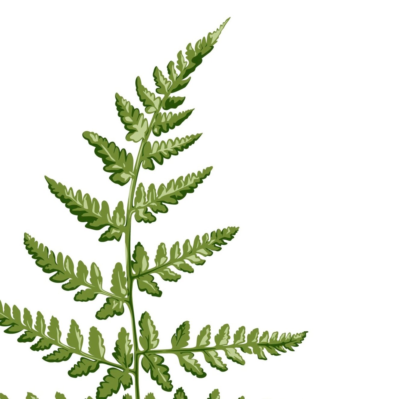 0010+-+FERN+-+A4-01.jpg