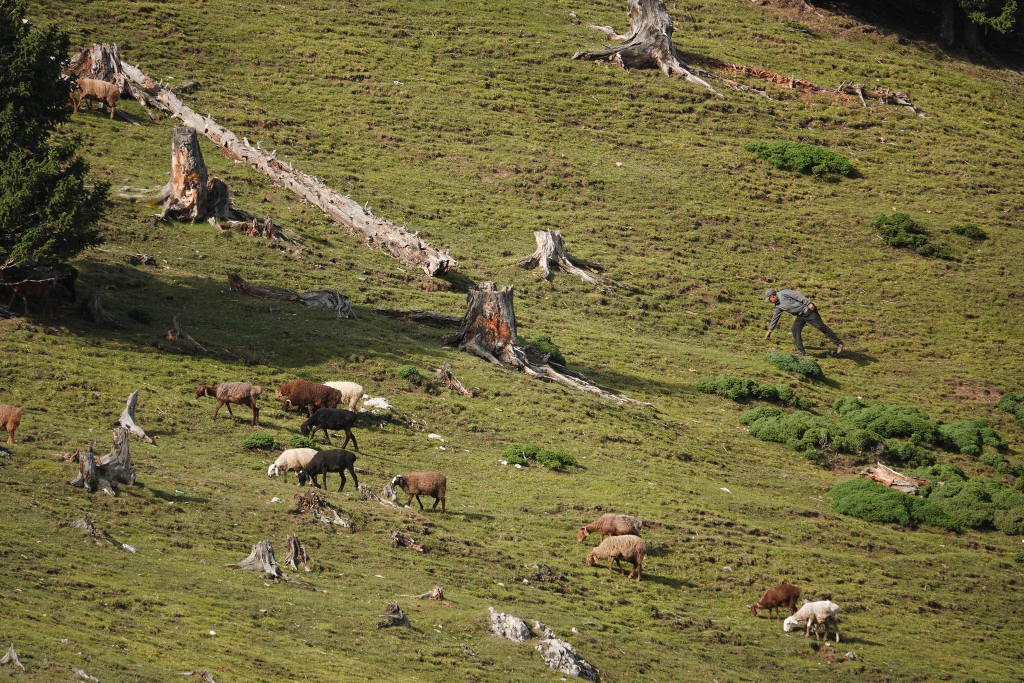 Shepard - The nomads of Xinjiang heavily rely on their livestock to make a living. They herd their sheep across miles of plains so they can later be used for income, food sources, clothing, and many more. In the photo, I managed to capture a shepherd