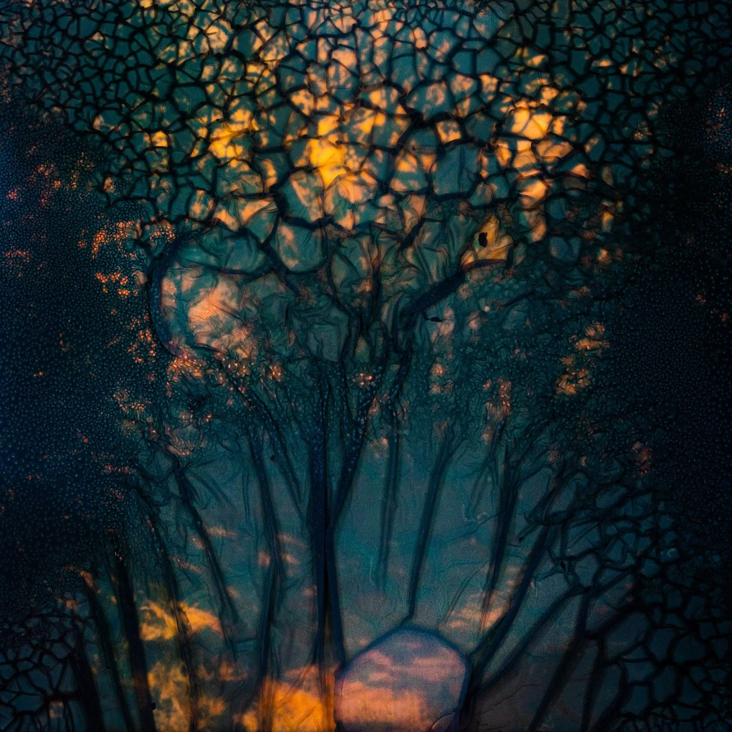 Polaroid images of landscapes, made whilst walking, that have been submerged in and degraded by Lisdexamfetamine (my ADHD stimulant medication).