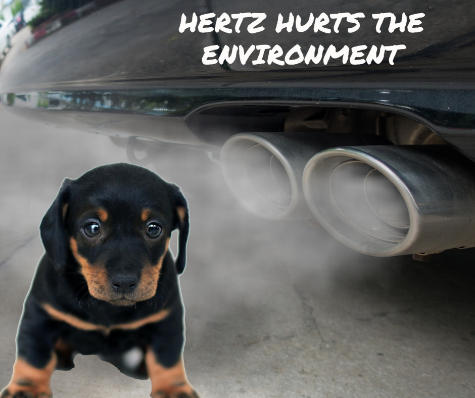 A black and brown puppy looking at the camera, standing in front of a car with exhaust pipes. The car has a sticker that says, "Hertz Hurts the Environment".