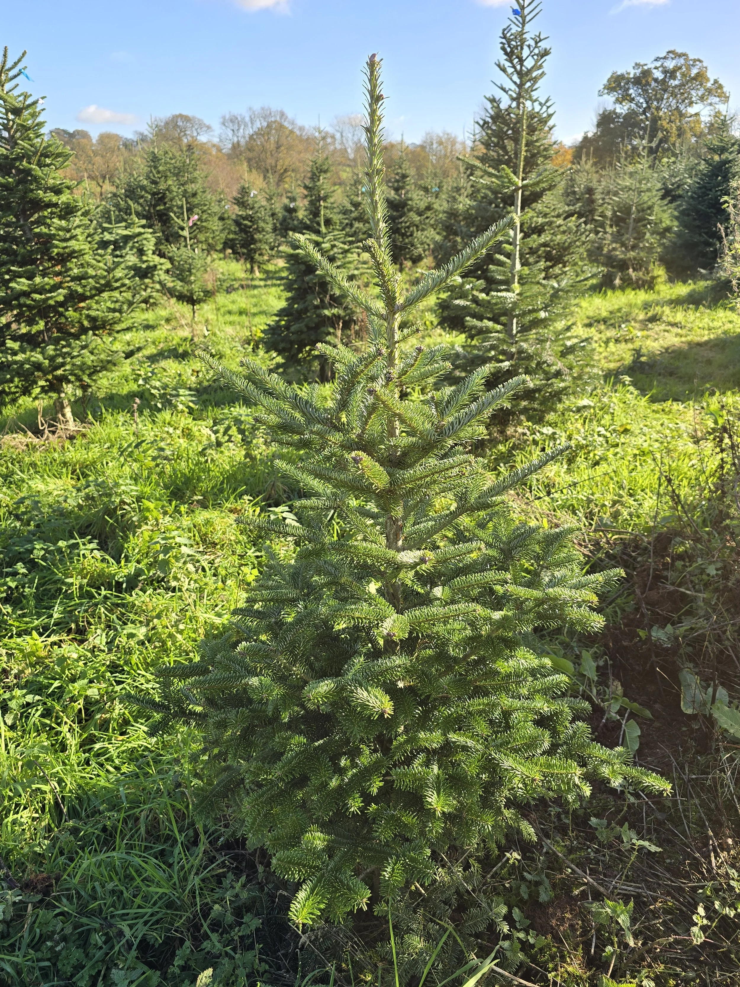 Organic Fraser Fir 4-5ft