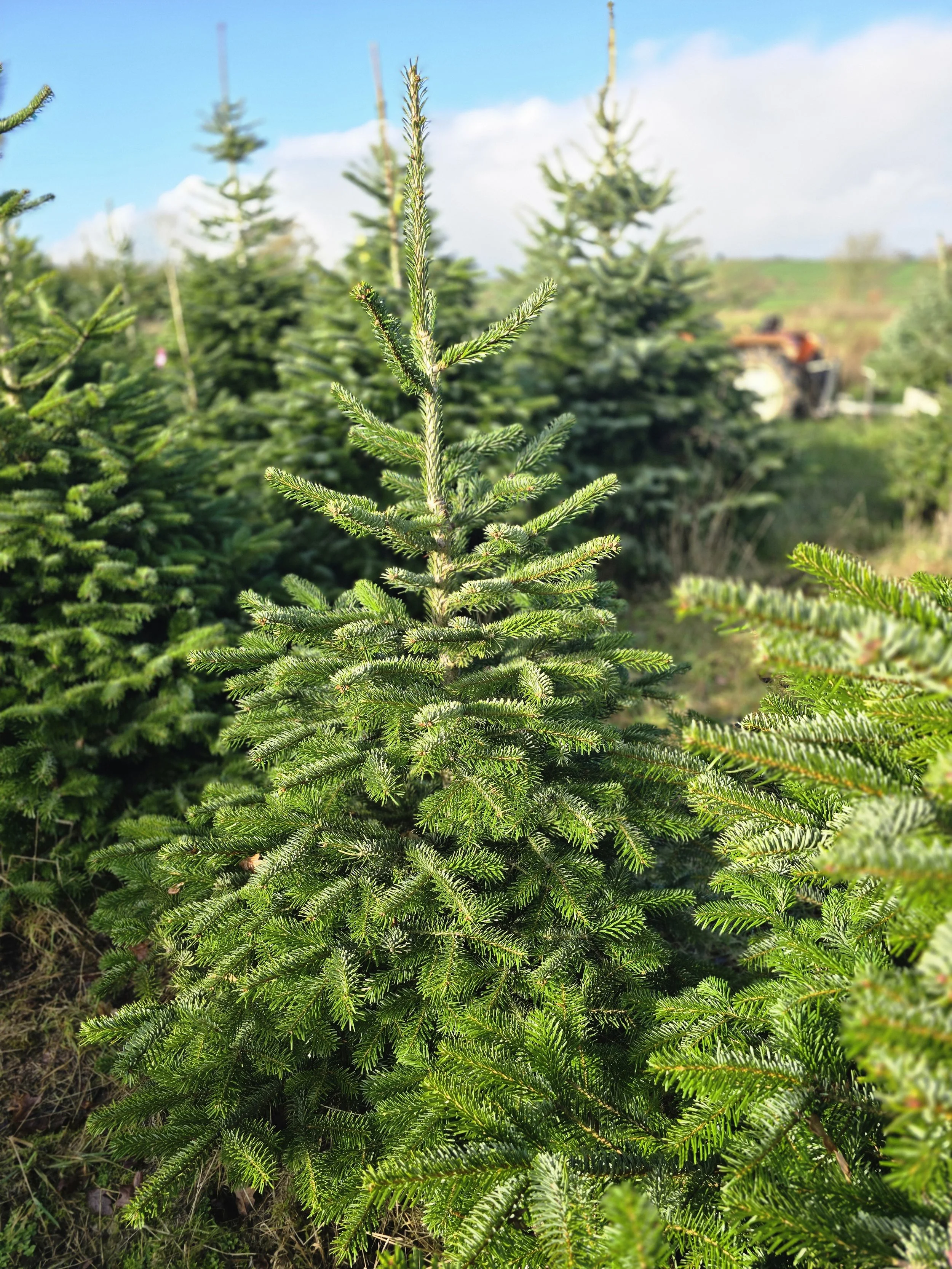Organic Nordmann Fir 4-5ft