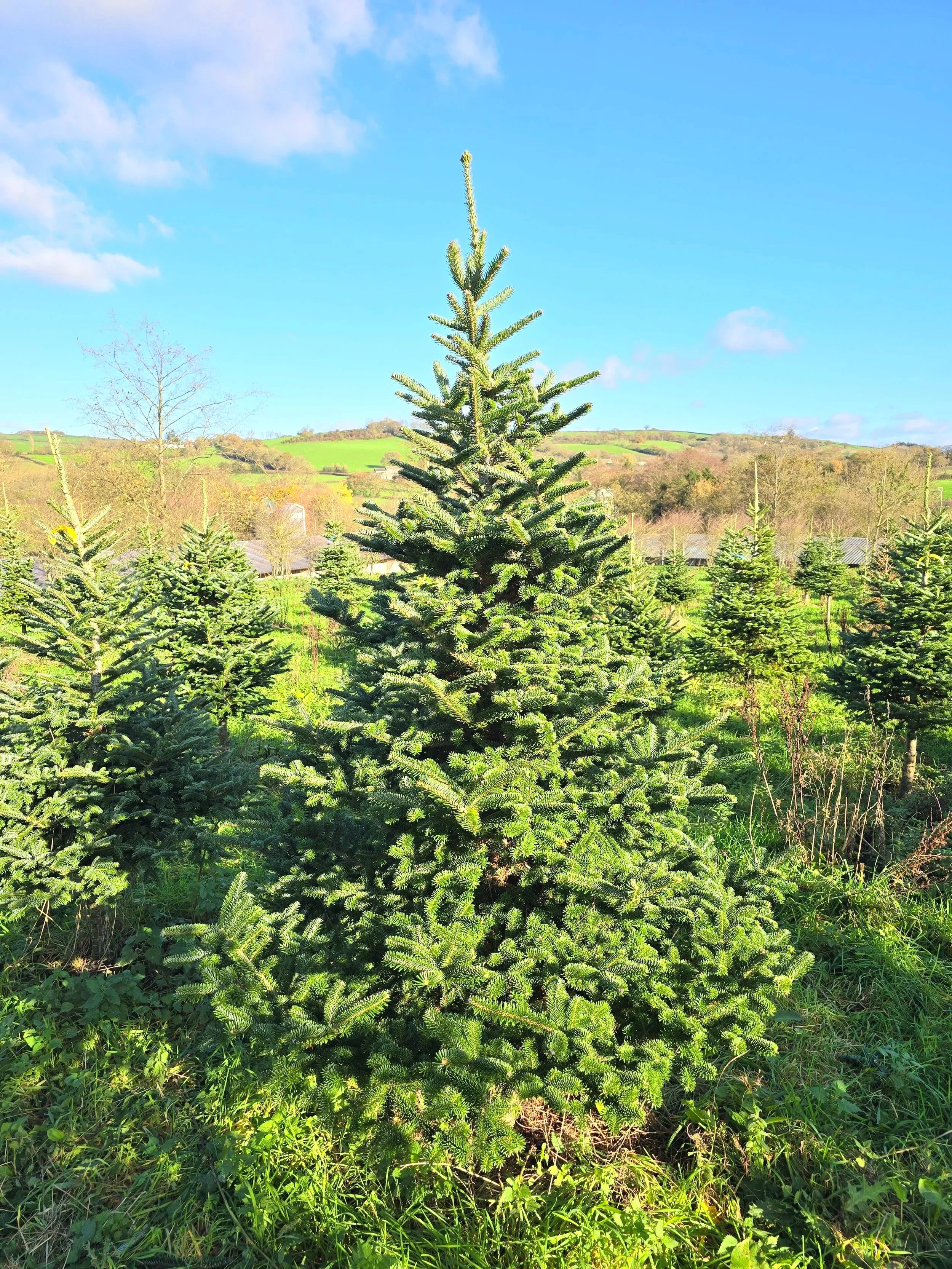 Organic Fraser Fir 7-8ft