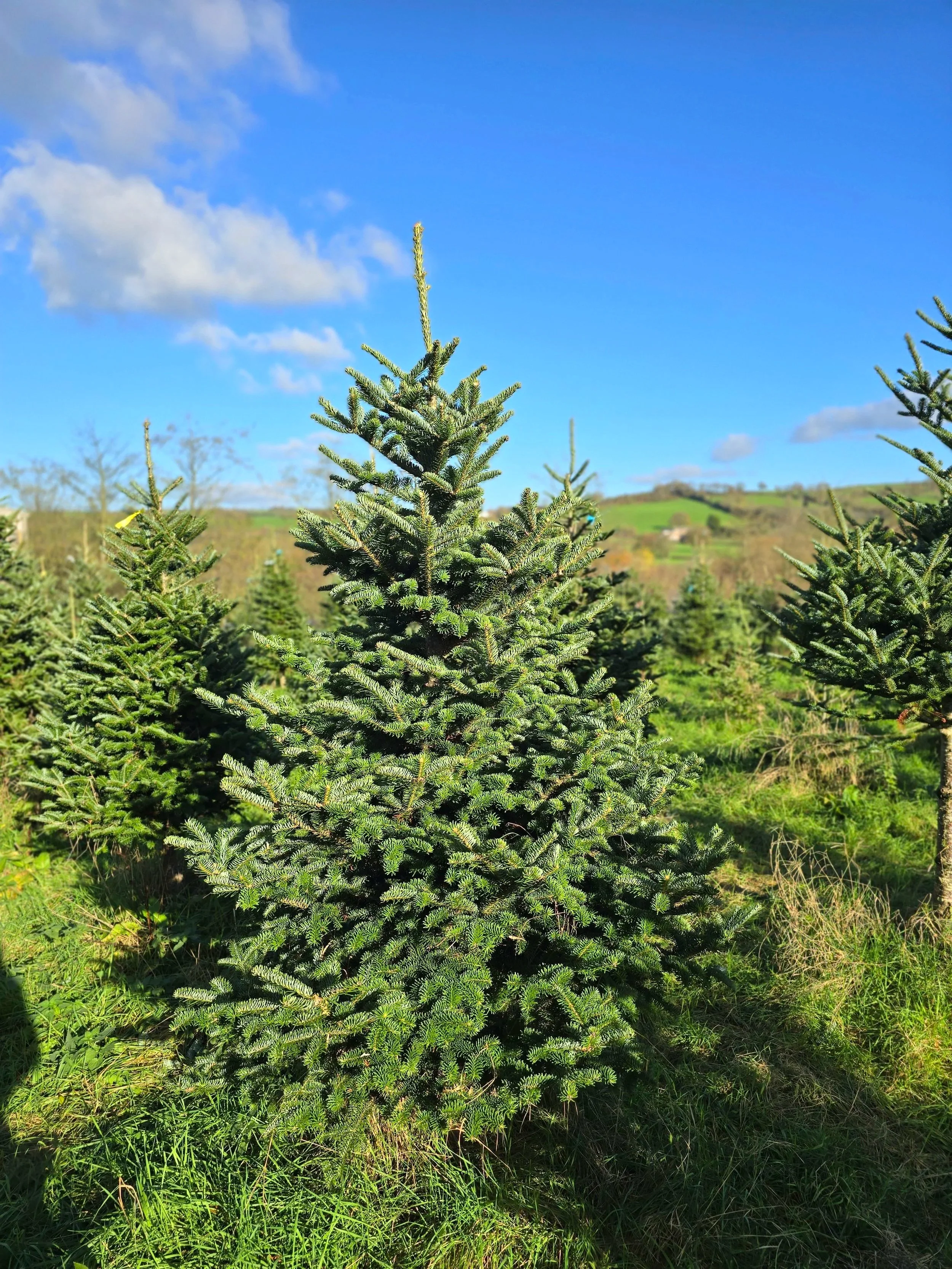 Organic Fraser Fir 6-7ft