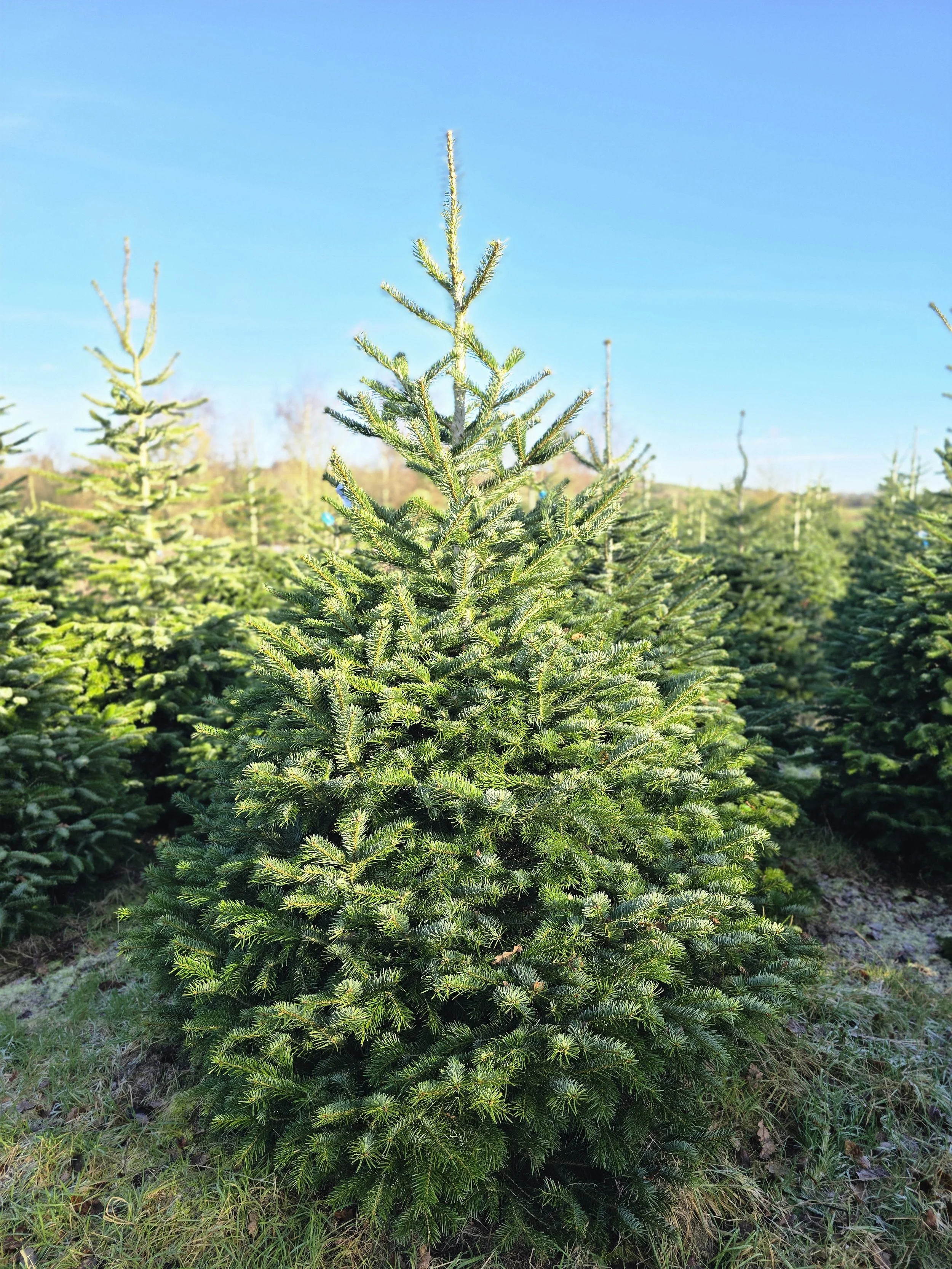 Organic Nordmann Fir 6-7ft