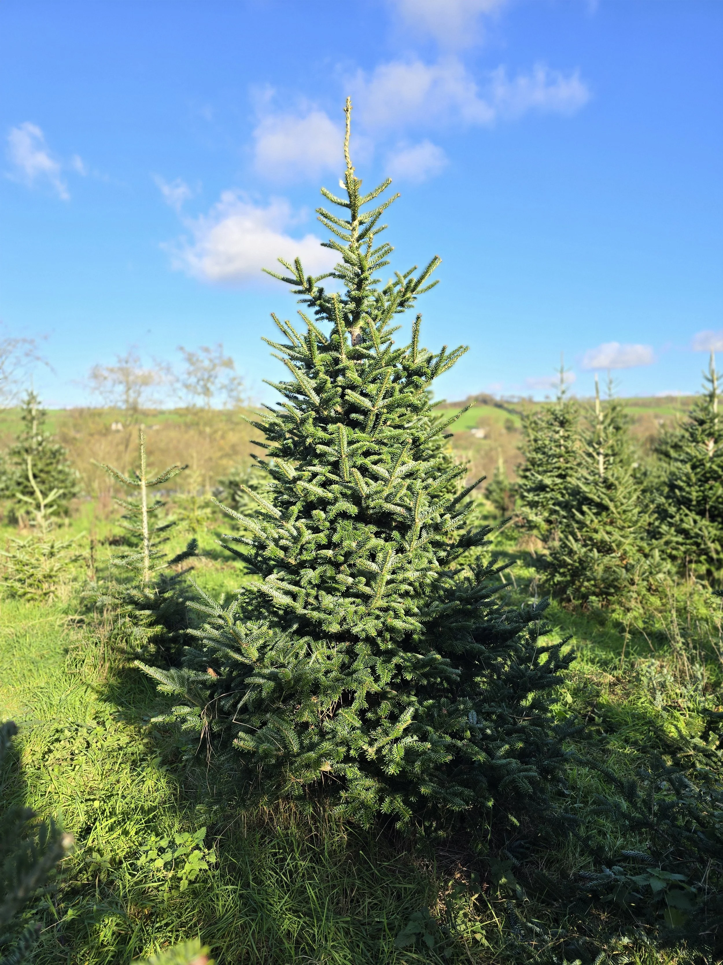 Organic Fraser Fir 8-9ft