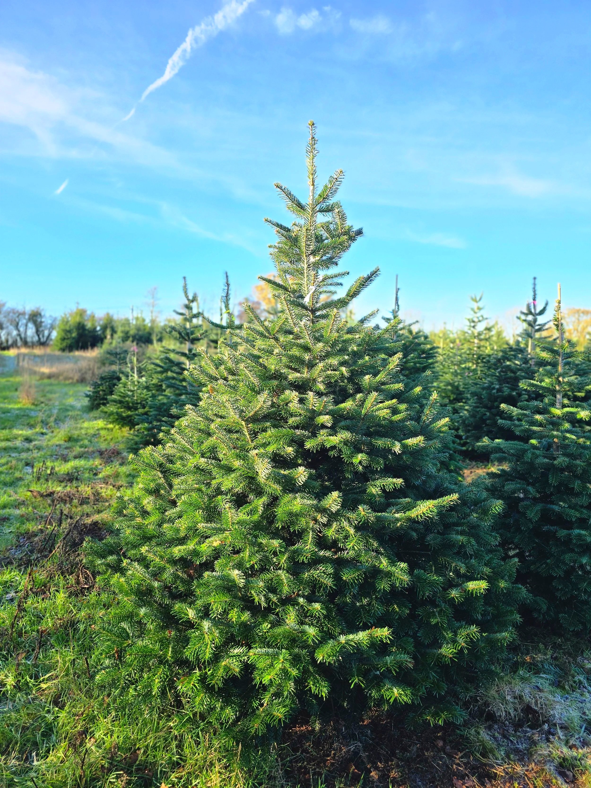 Organic Nordmann Fir 7-8ft