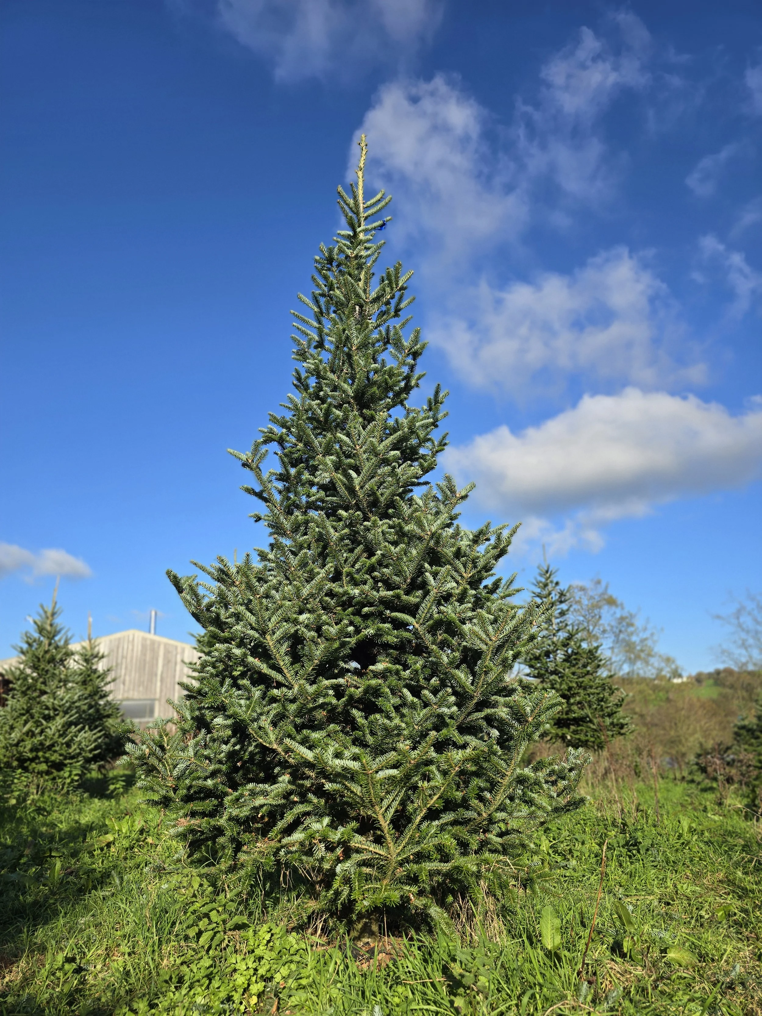 Organic Fraser Fir 9-10ft