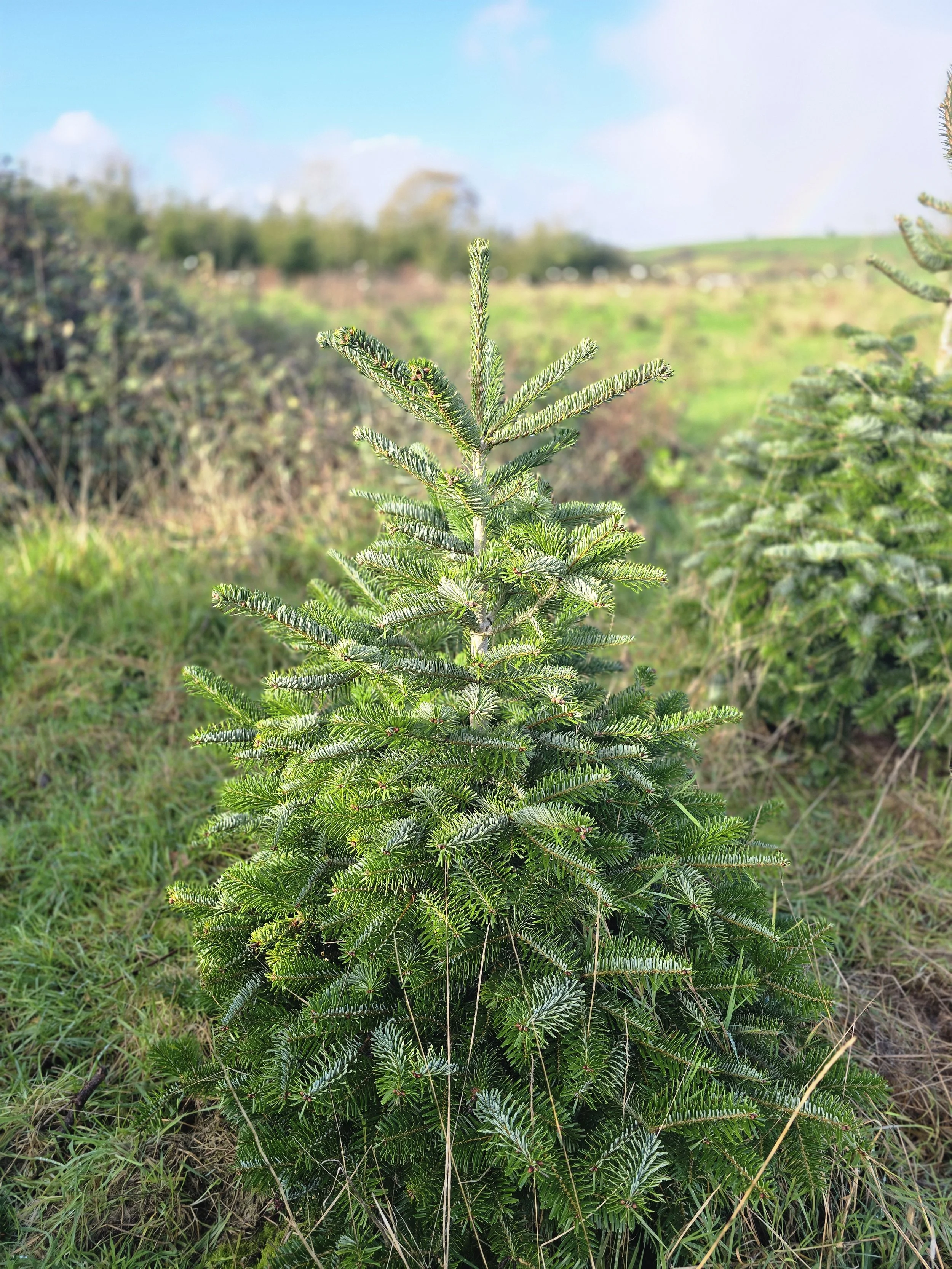 Organic Nordmann Fir 3-4ft