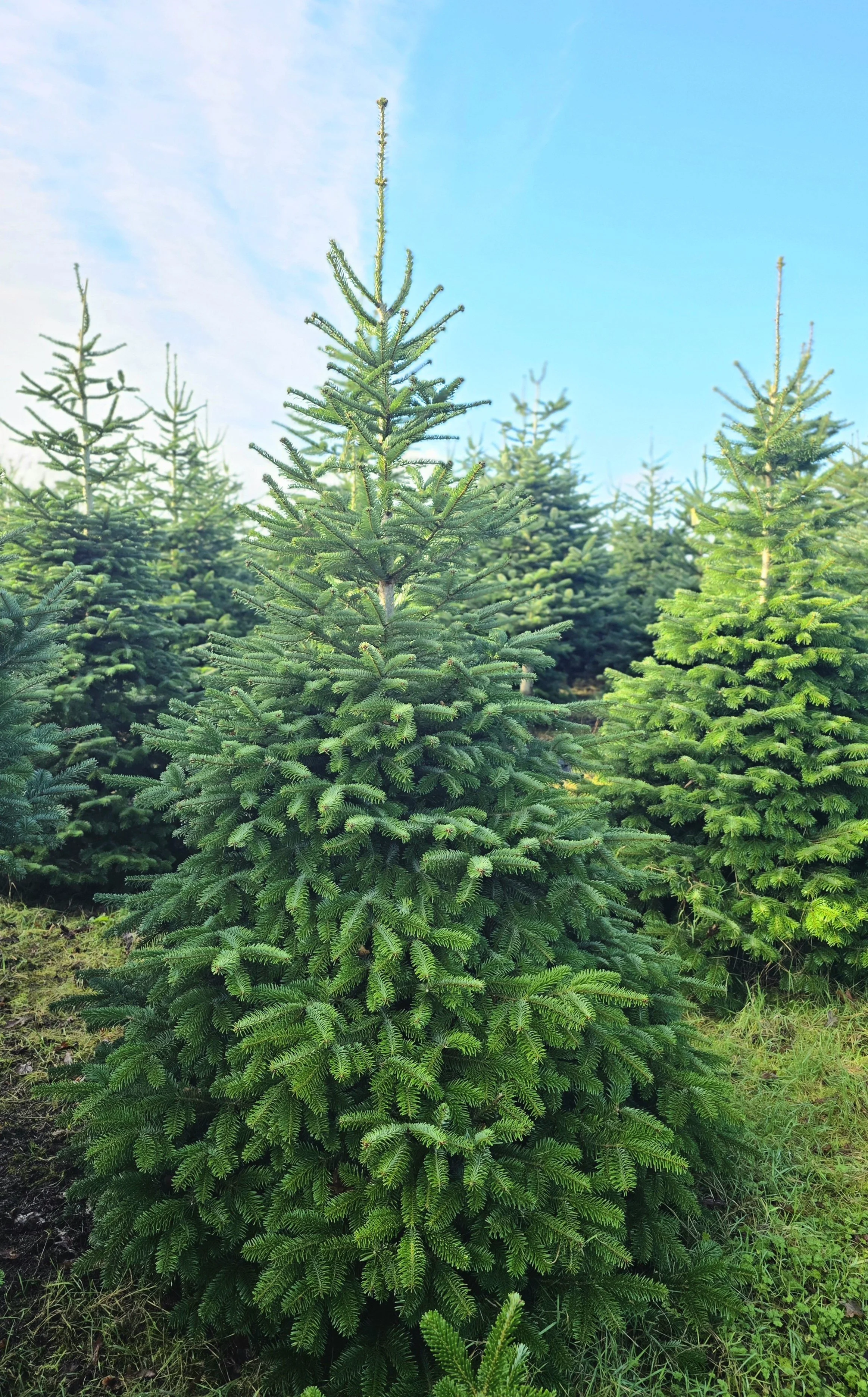 Organic Nordmann Fir 9-10ft