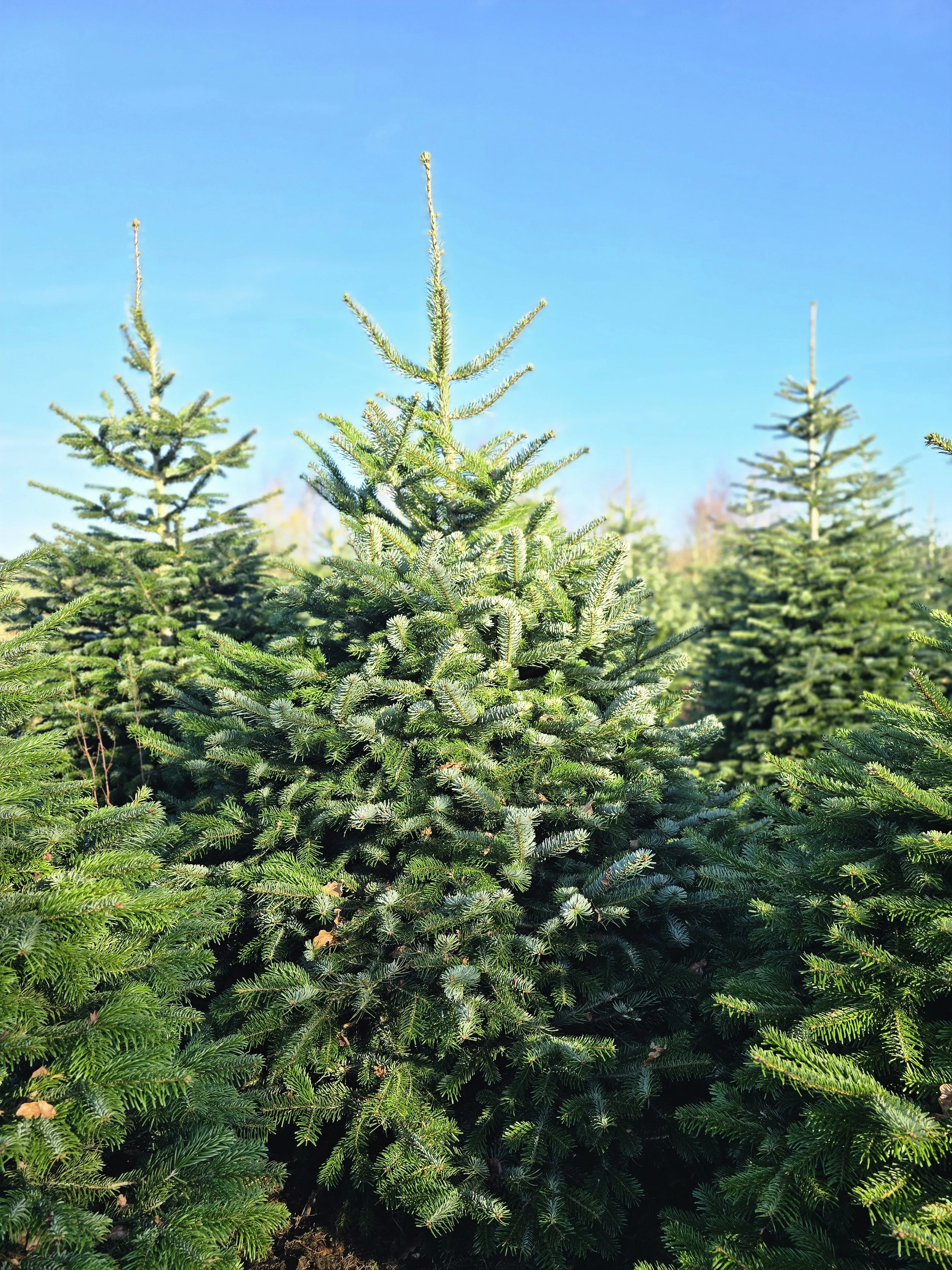 Organic Nordmann Fir 8-9ft