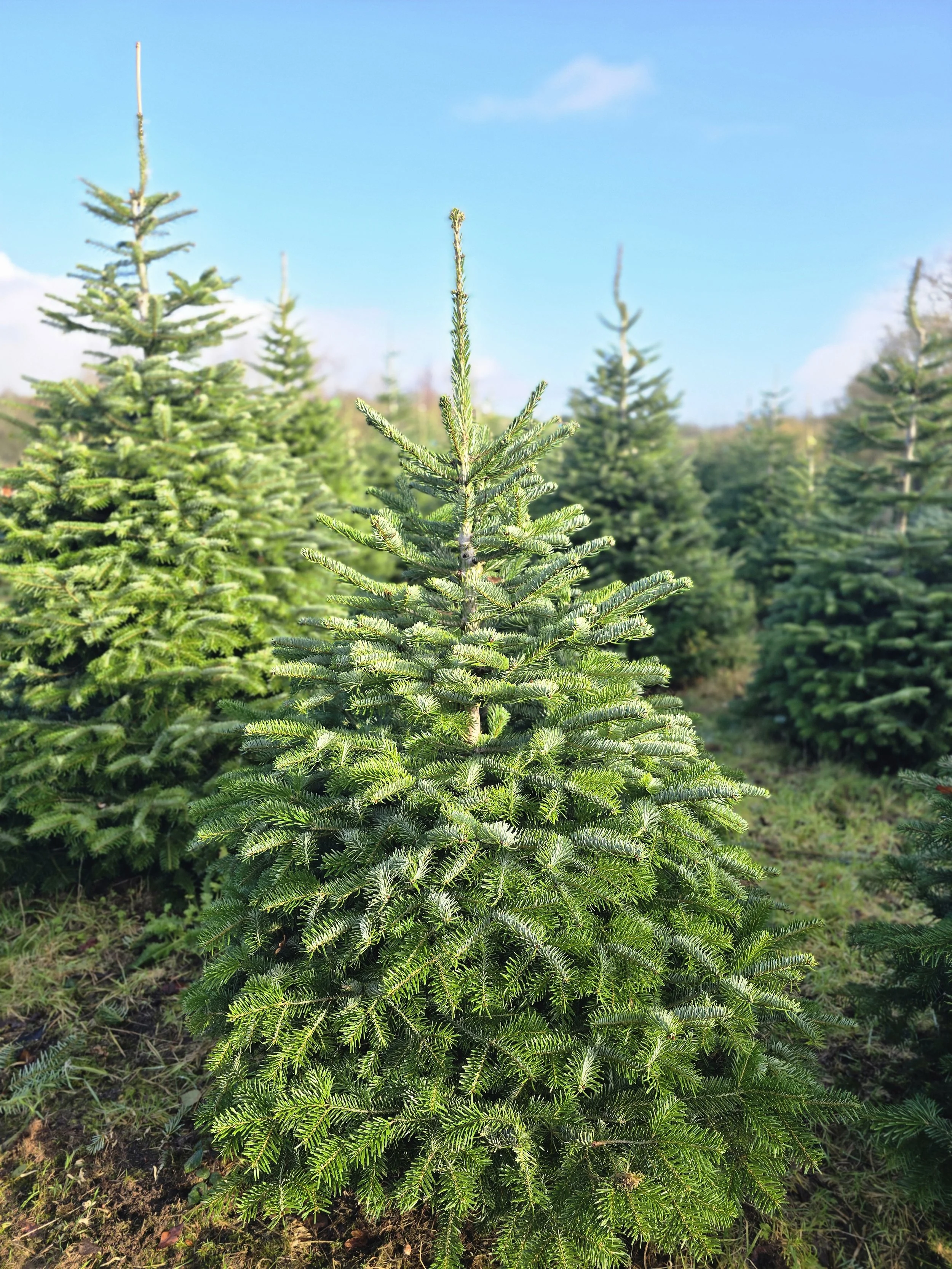 Organic Nordmann Fir 5-6ft