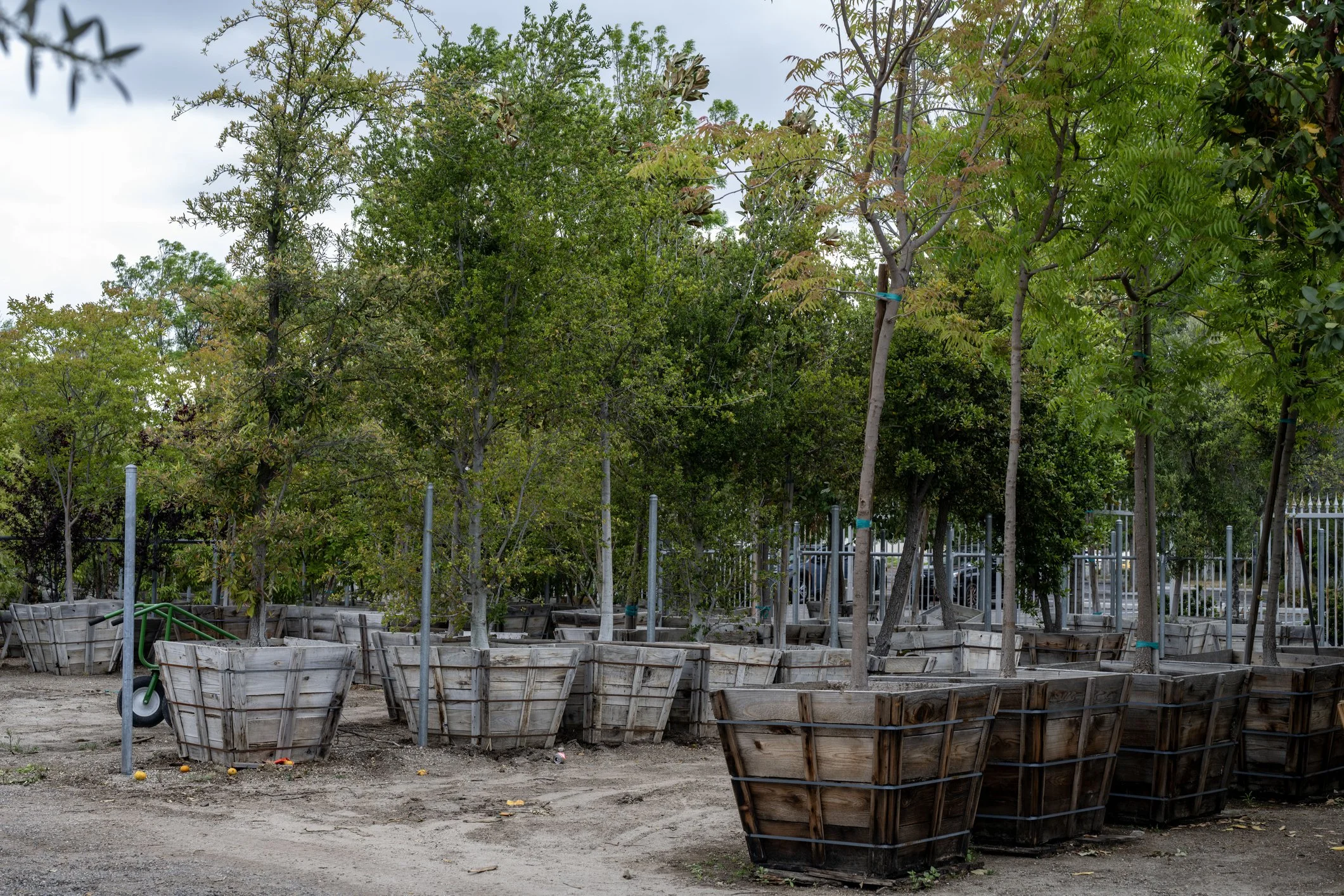 Tree nursery with young trees in large wooden planters and a wheelbarrow amidst the planters.