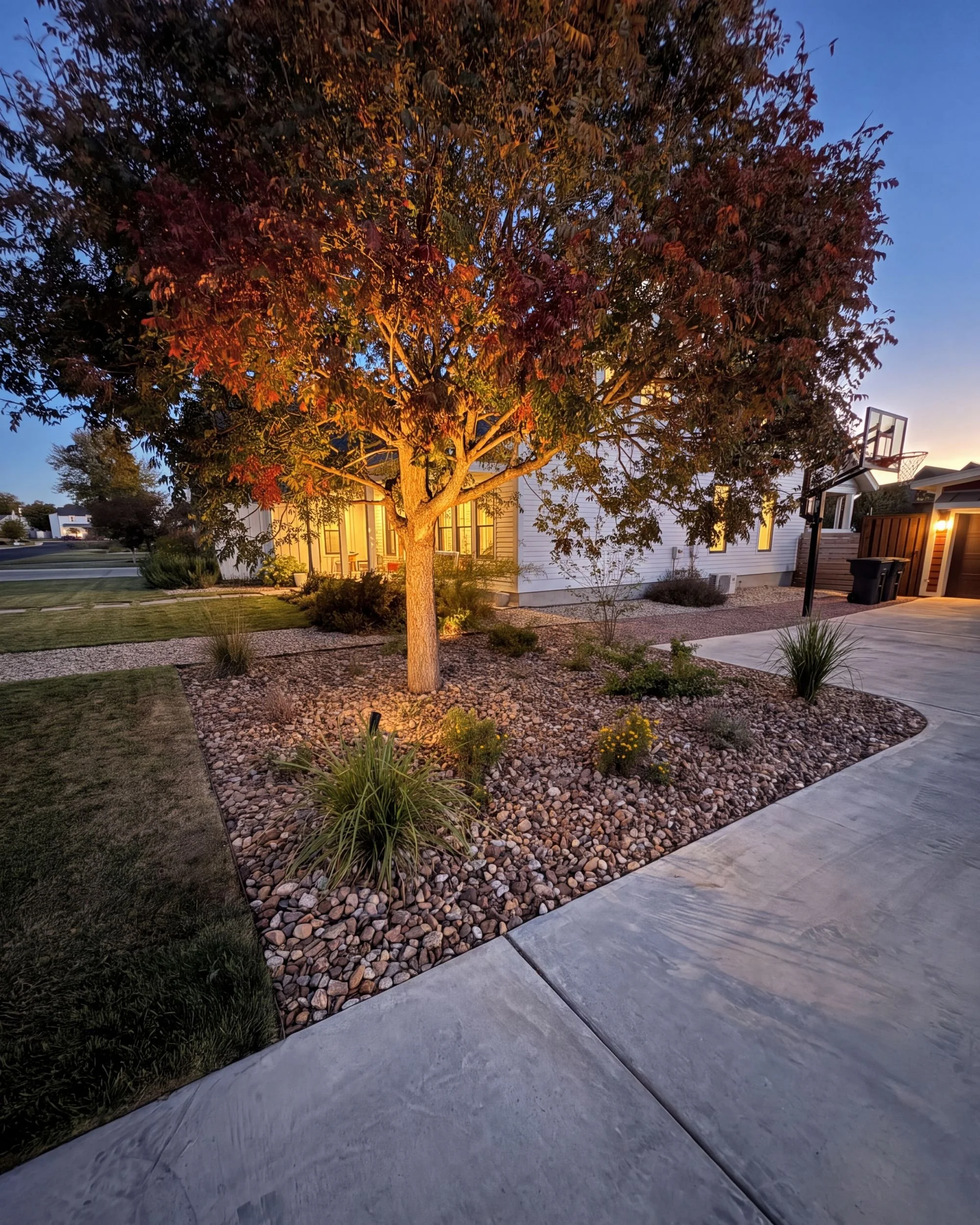 LED uplight on a crape myrtle at twilight, landscape lighting in Fredericksburg TX by Anderson Outdoor Incorporated