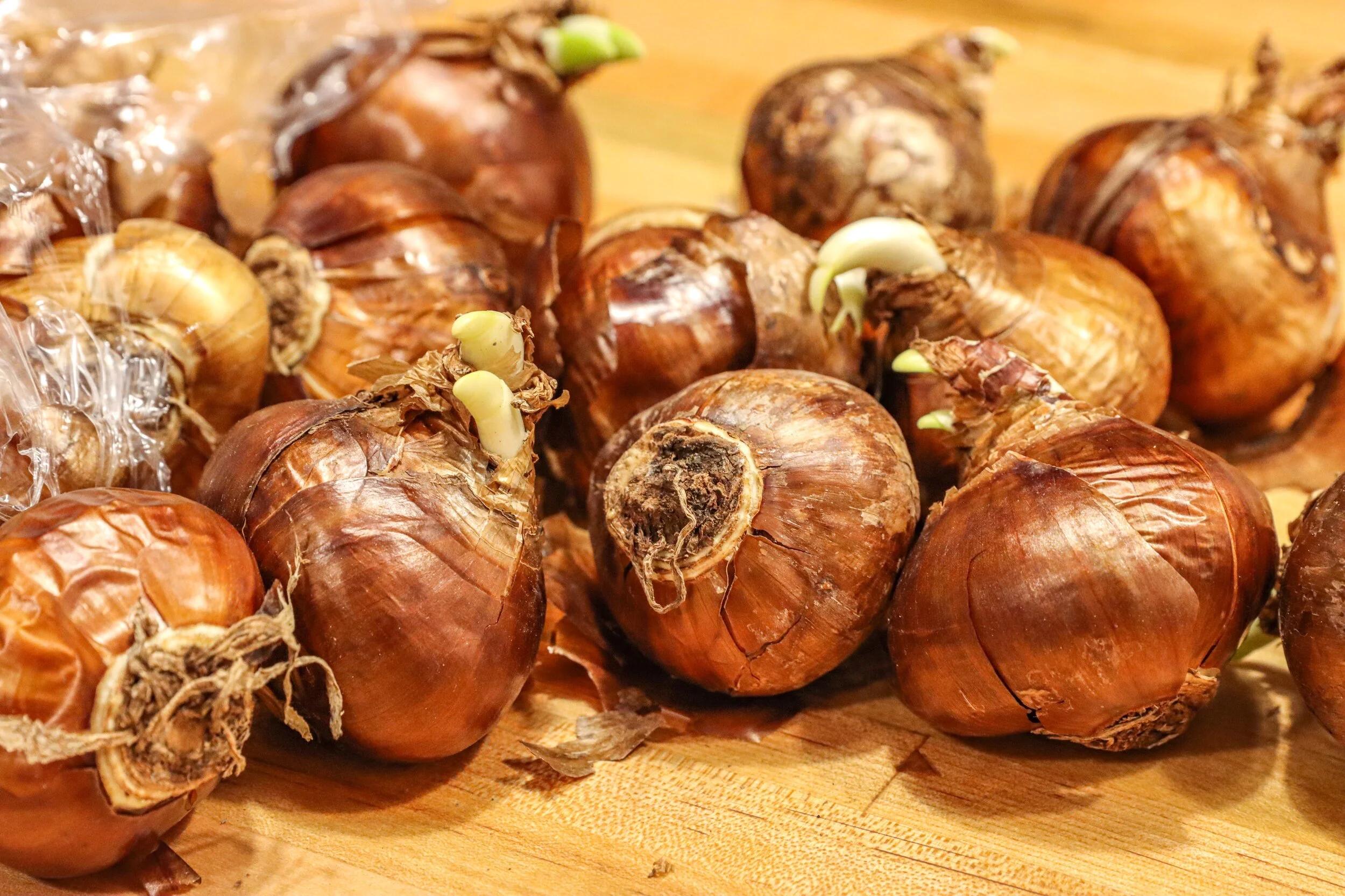 How to Grow Paperwhites Indoors — Our Life in Flannel