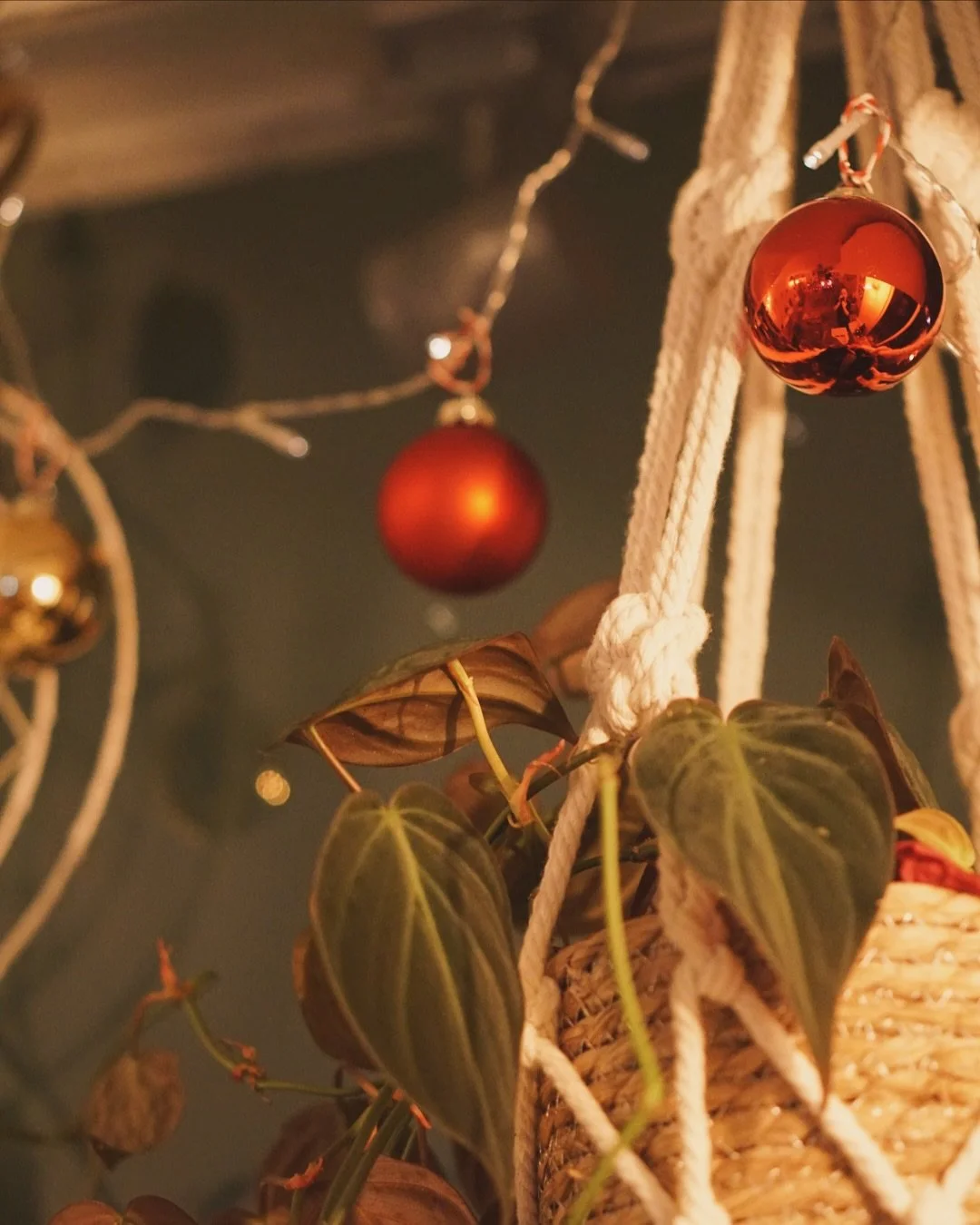 It’s officially December ππ
Here are our opening hours for the end of the month:
Christmas Eve/Day - CLOSED
26th-30th - 10am-3pm
New Years Eve/Day - CLOSED
Stay tuned this week for our Christmas Dinner dates! πβ€οΈ