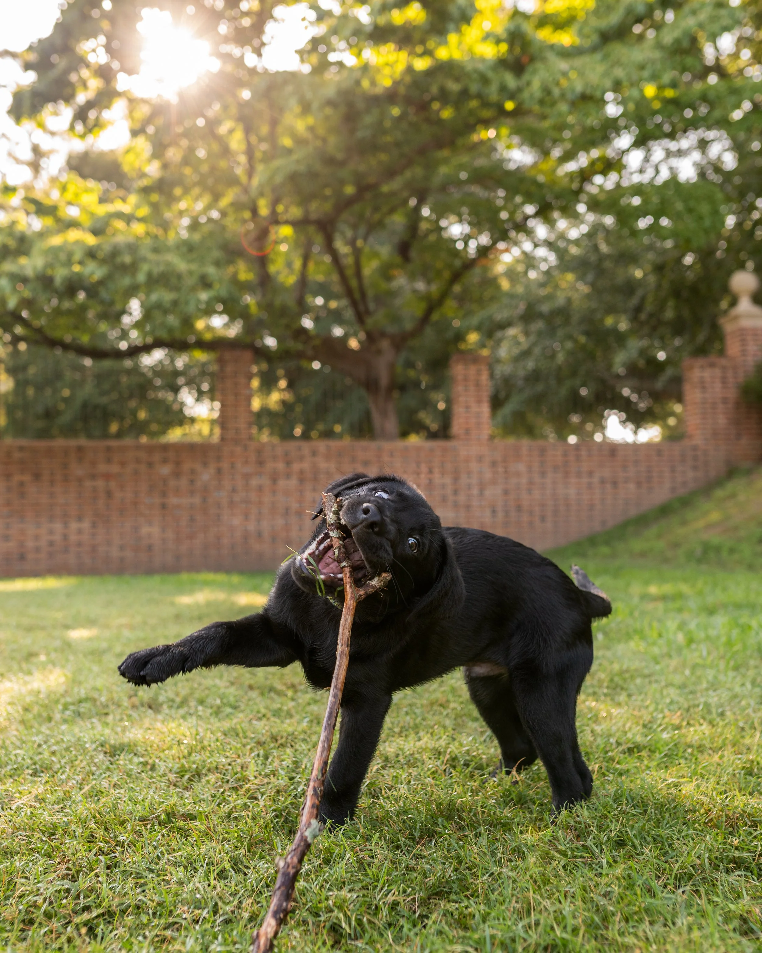 black lab puppy in grass playing with a stick