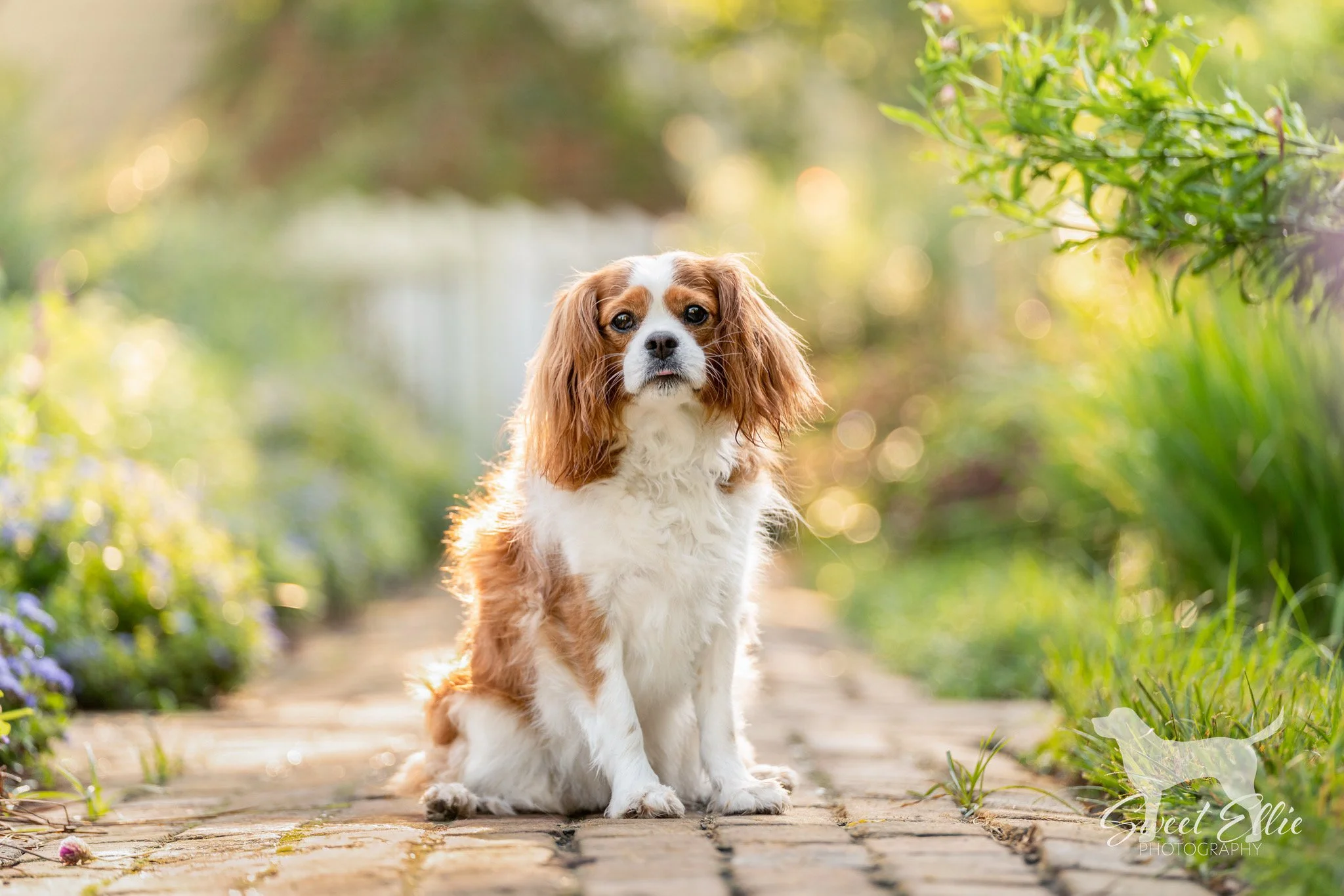 Upcoming Dog Friendly Events in Williamsburg Virginia