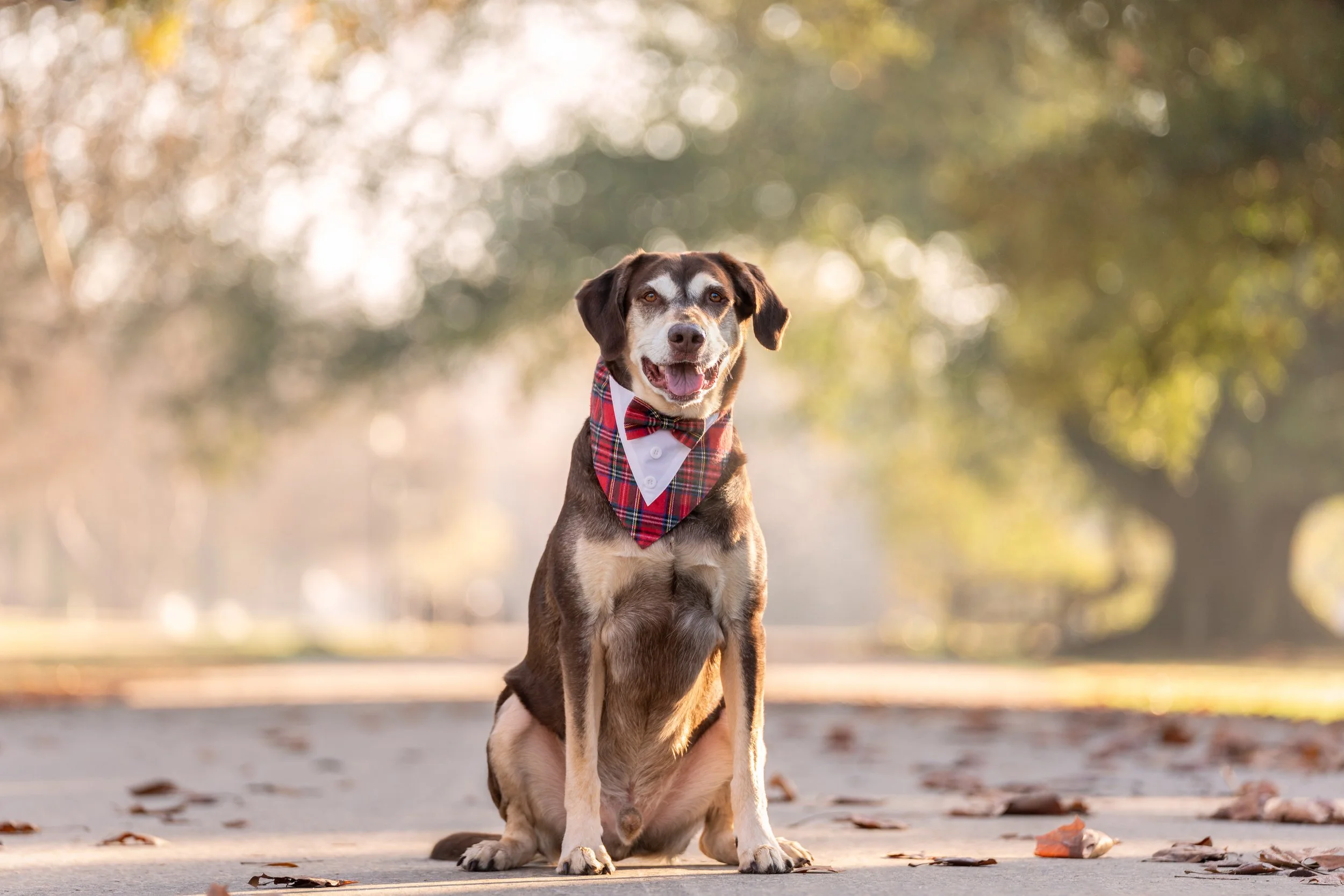 Why morning sessions are best for pet photography…