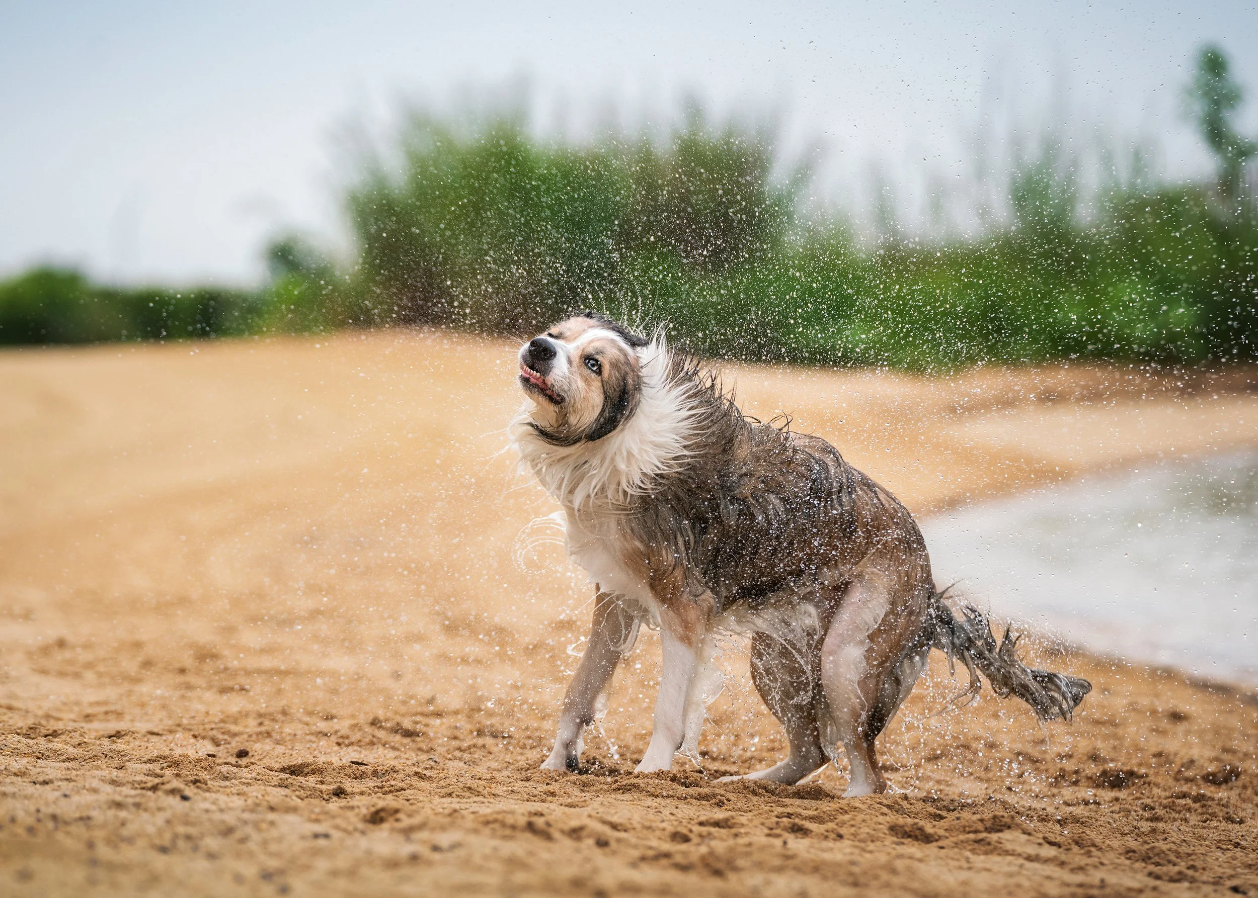 DSC01327-Edit-Edit copy.jpg