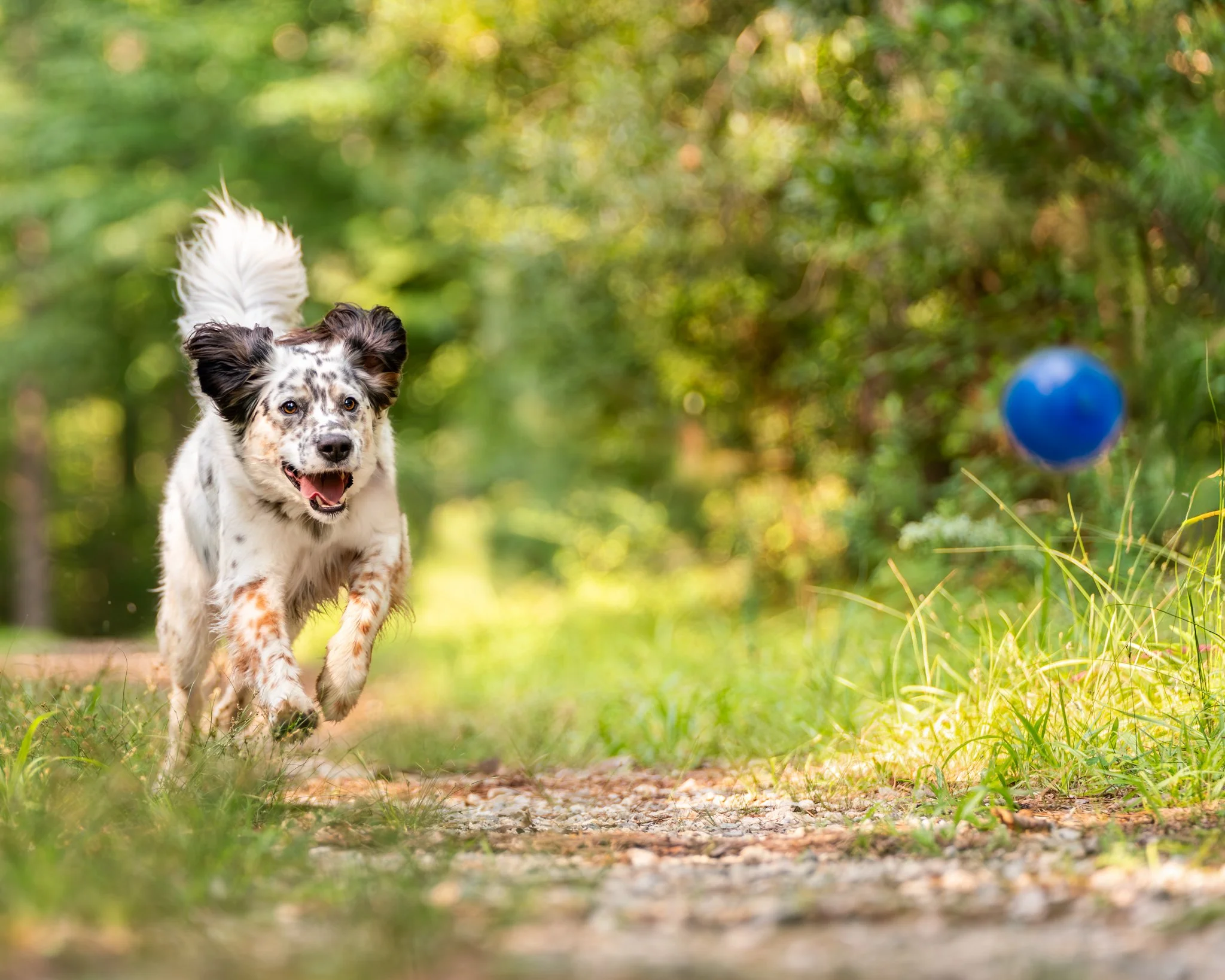 A Little Secret About Dog Photo Sessions…